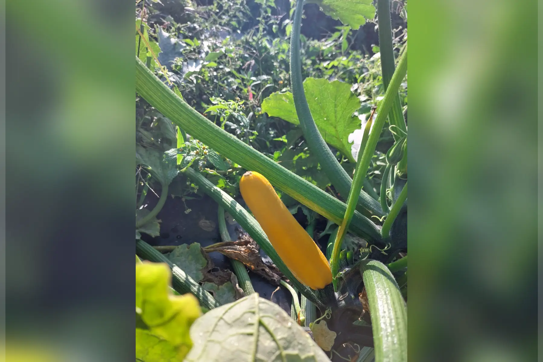 courgette jaune