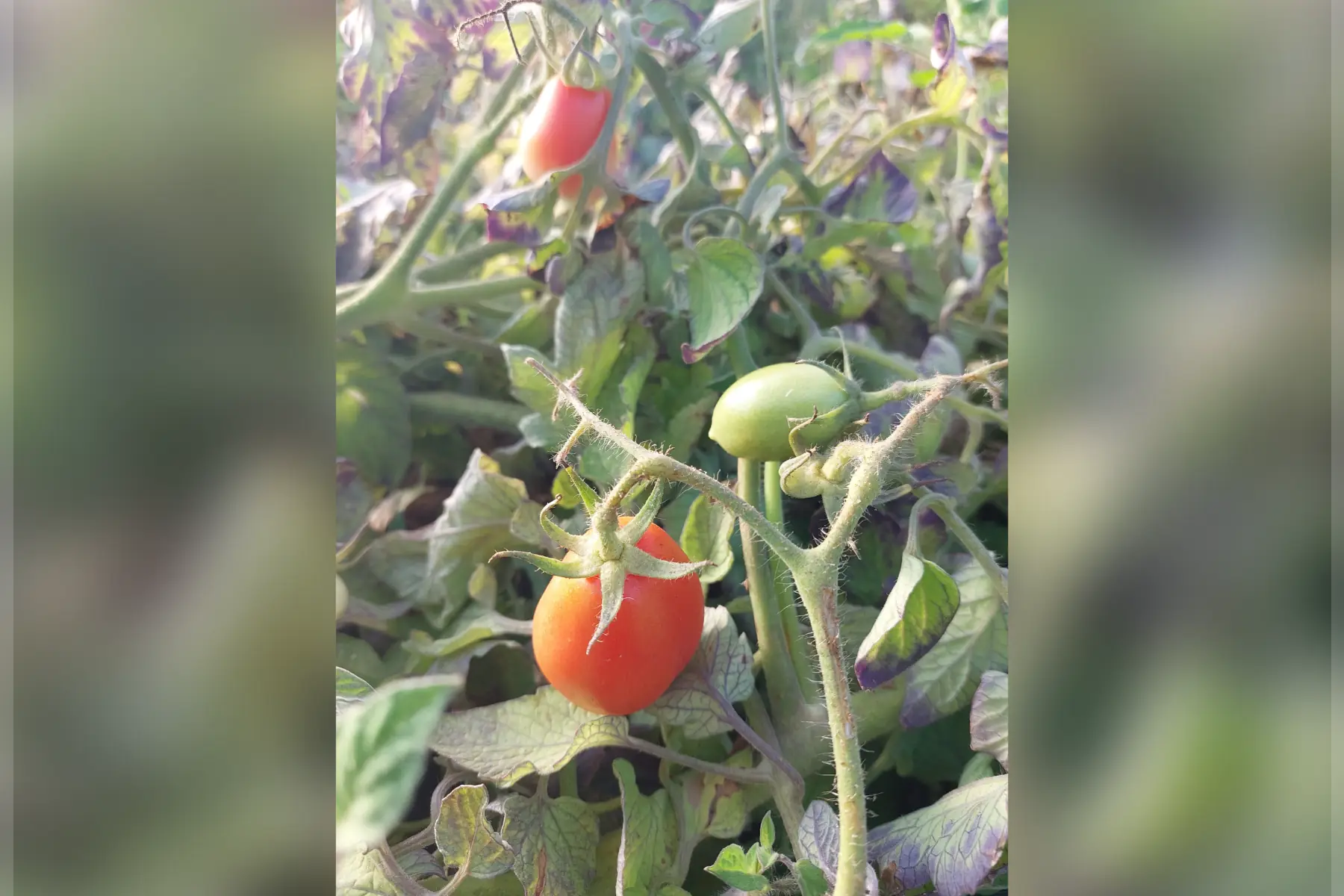 tomate à coulis