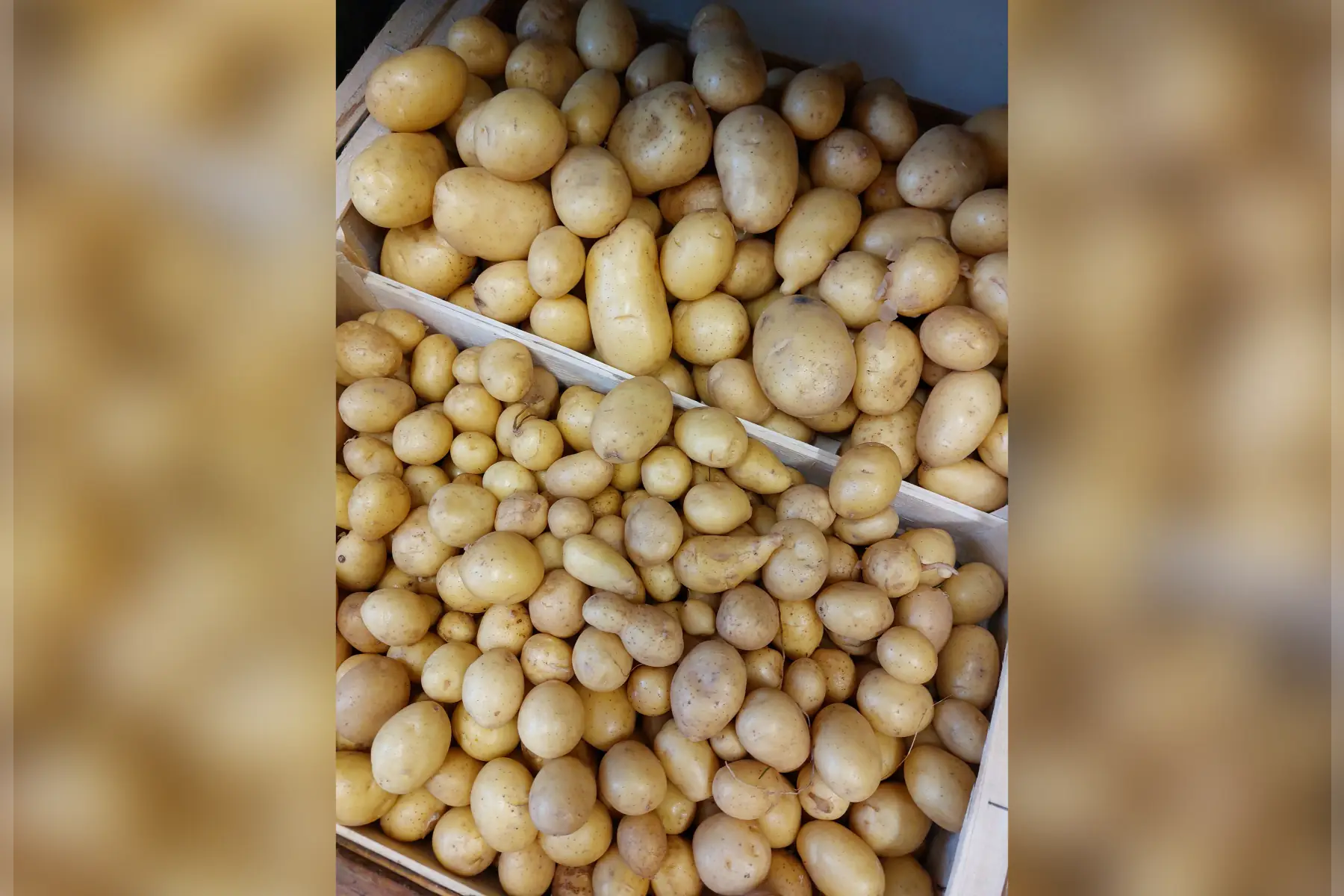 pomme de terre BF-15