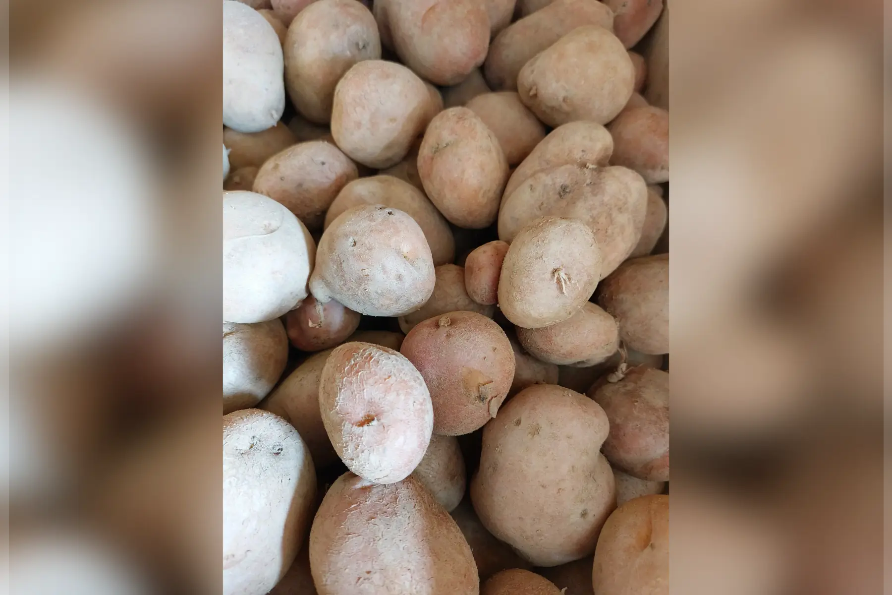 pomme de terre désirée