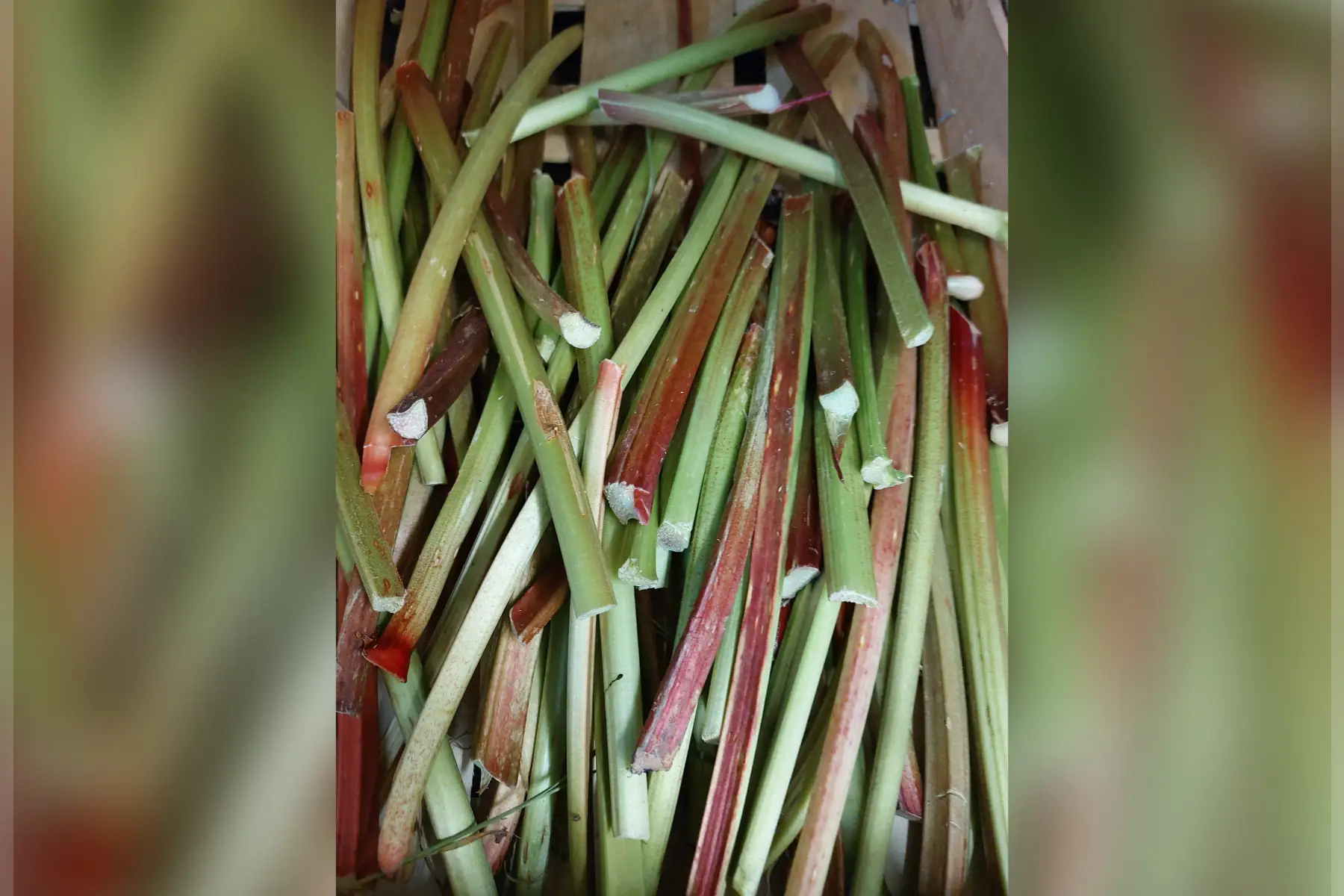 rhubarbe