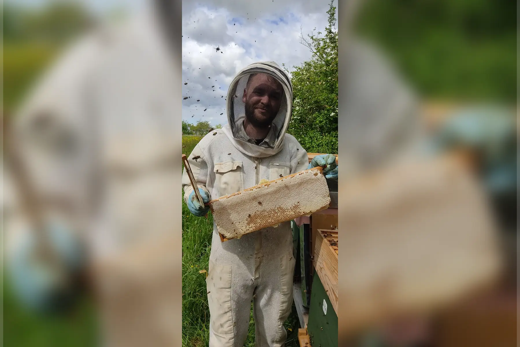 les abeilles de nico