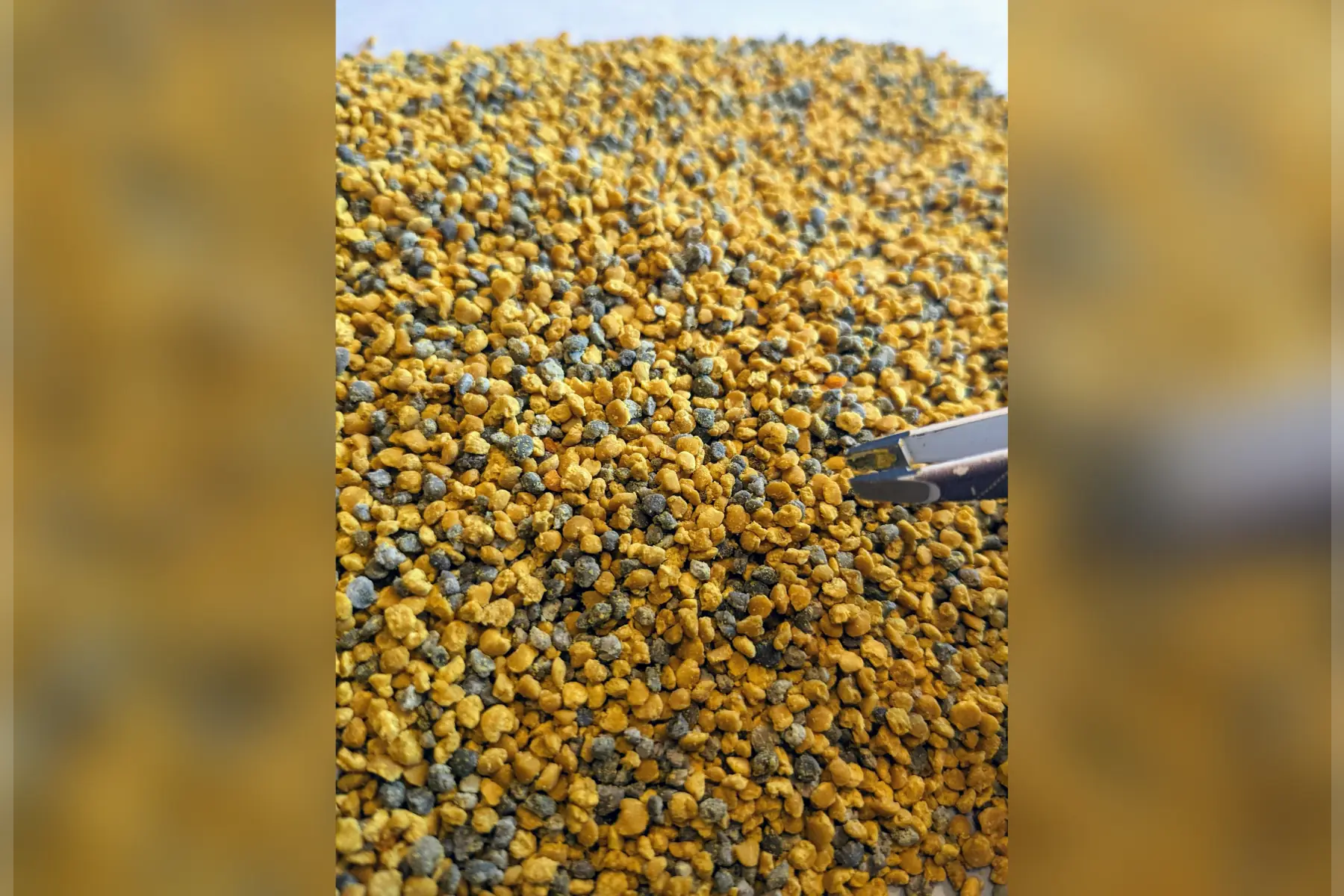 Pollen Frais et/ou congelé