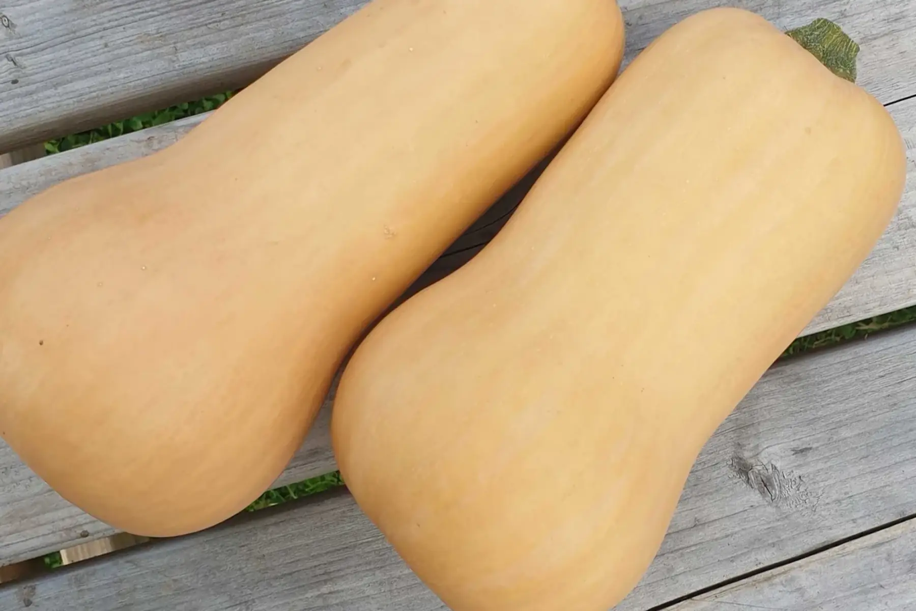 Butternut
