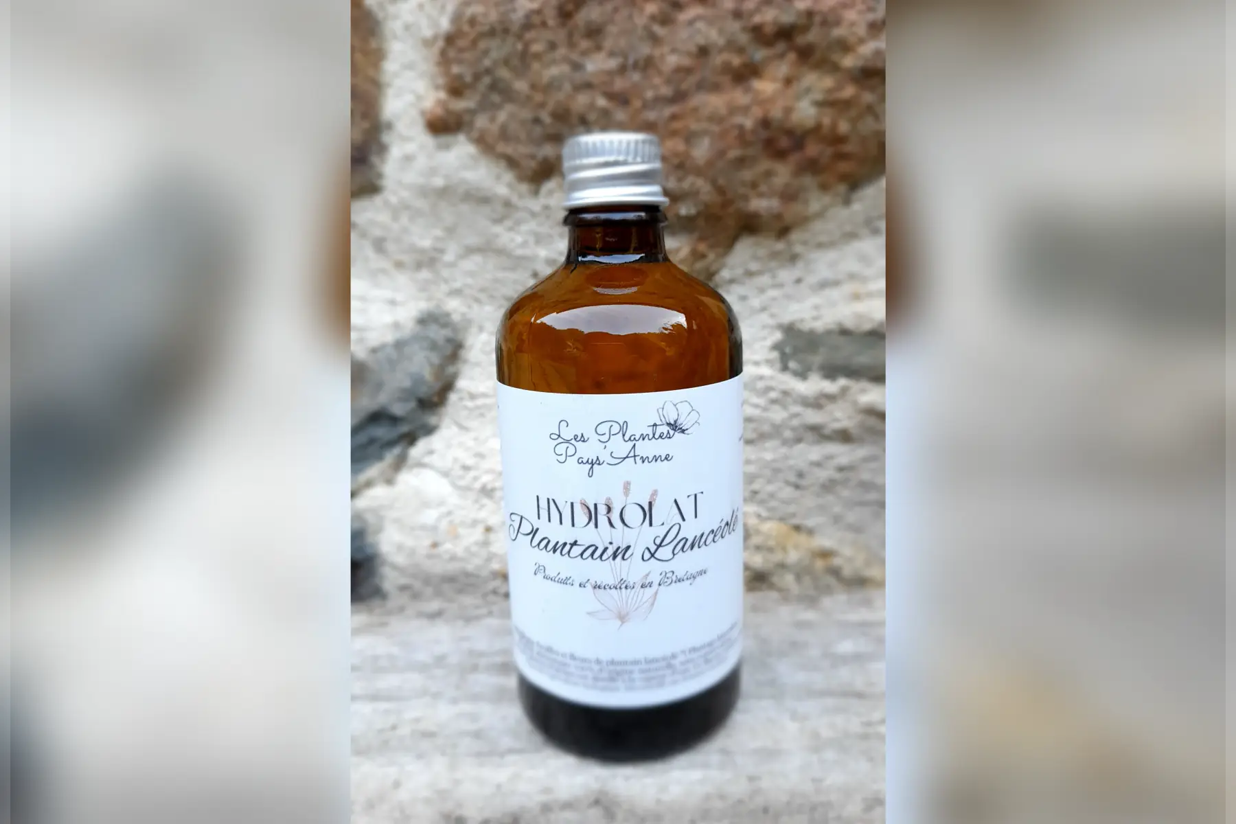 Hydrolat de plantain Lancéolé
