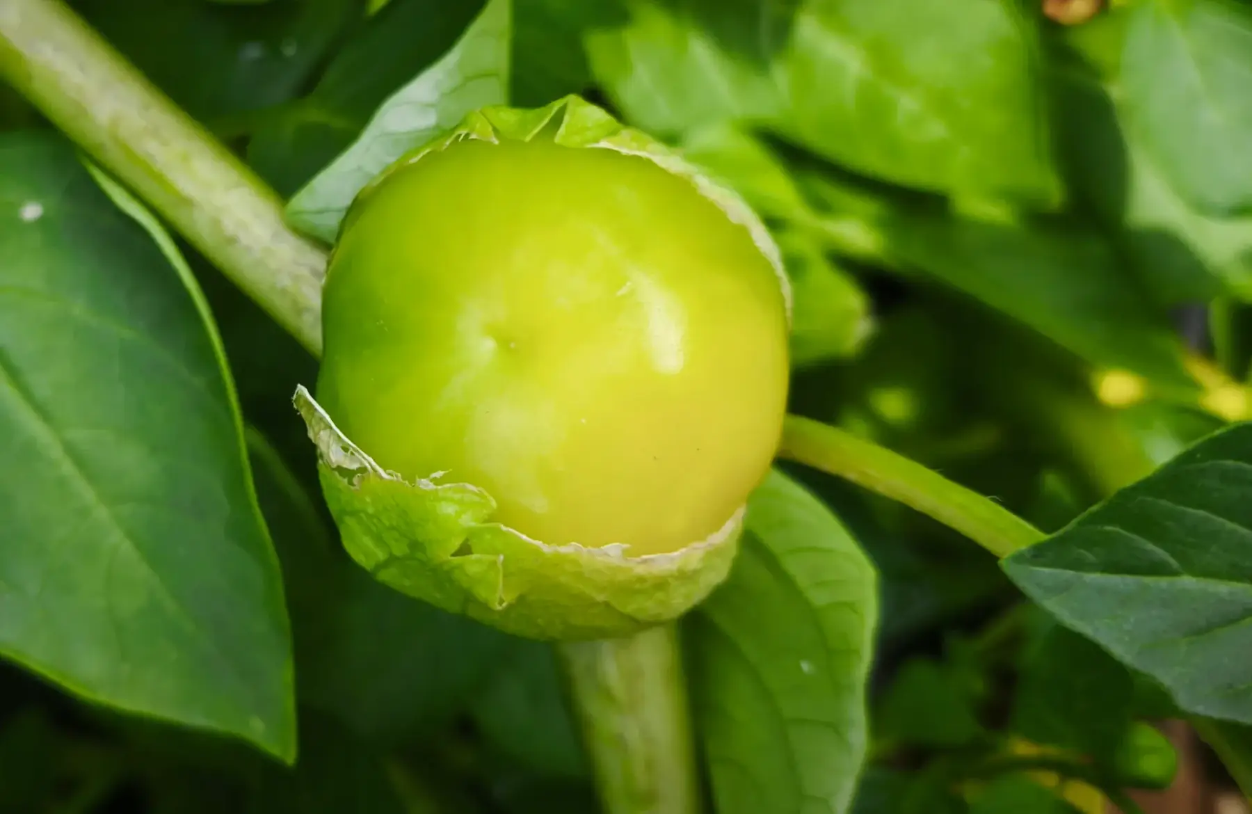 Tomatille