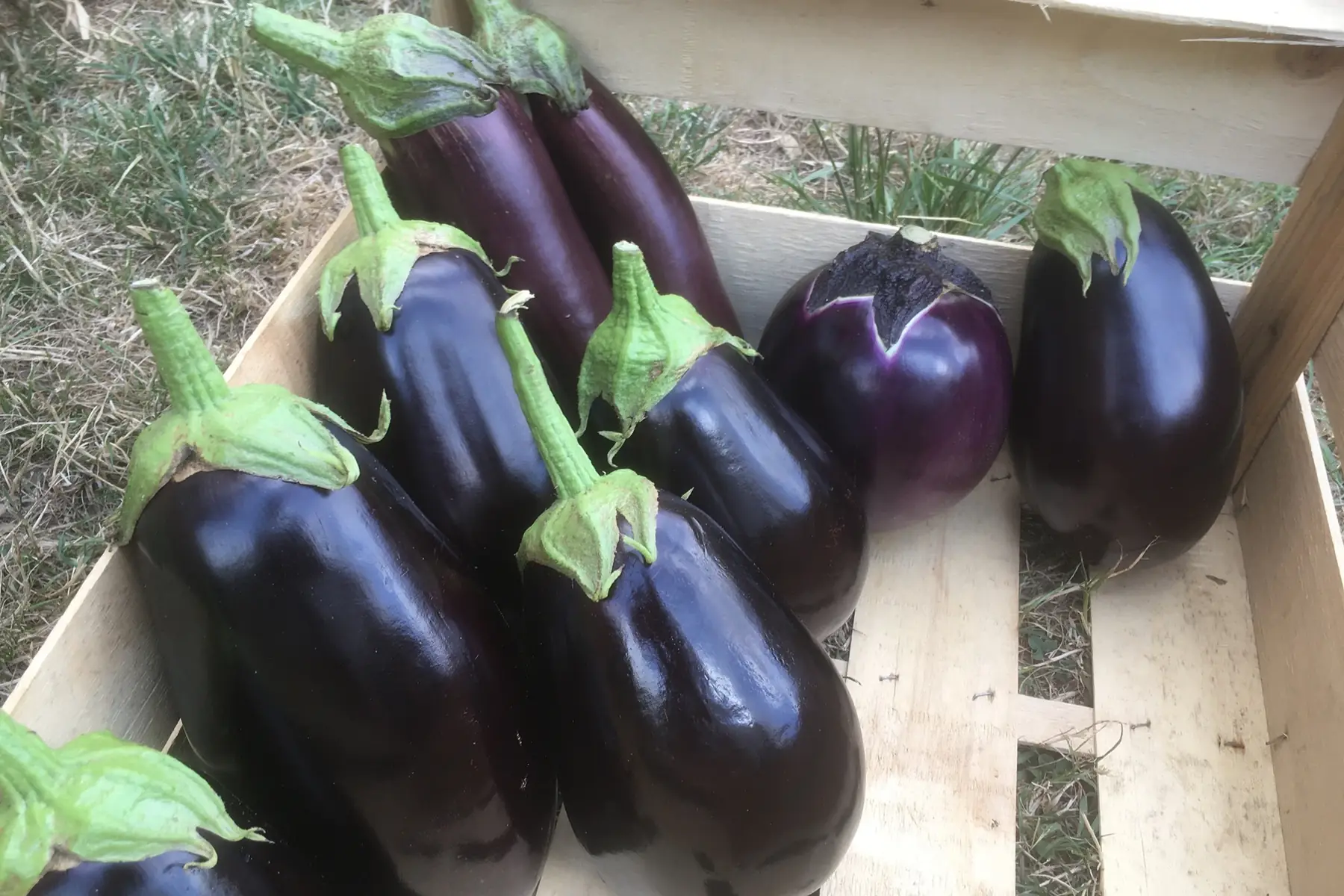 aubergines