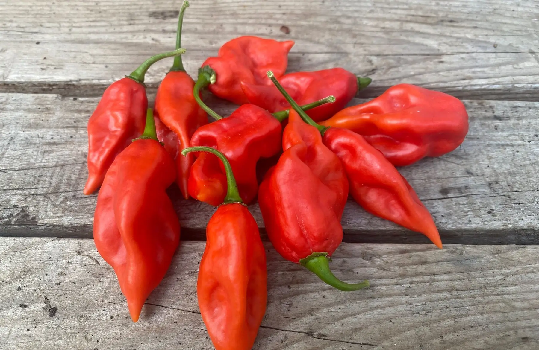 10 piments habanero