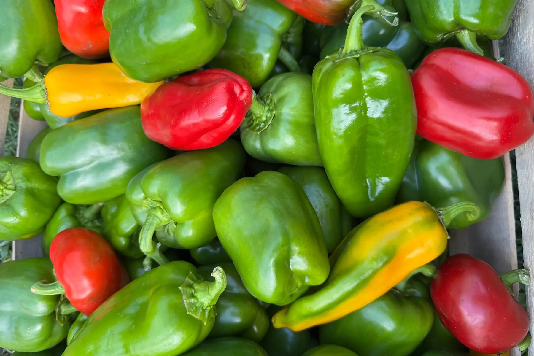 Poivrons en mélange