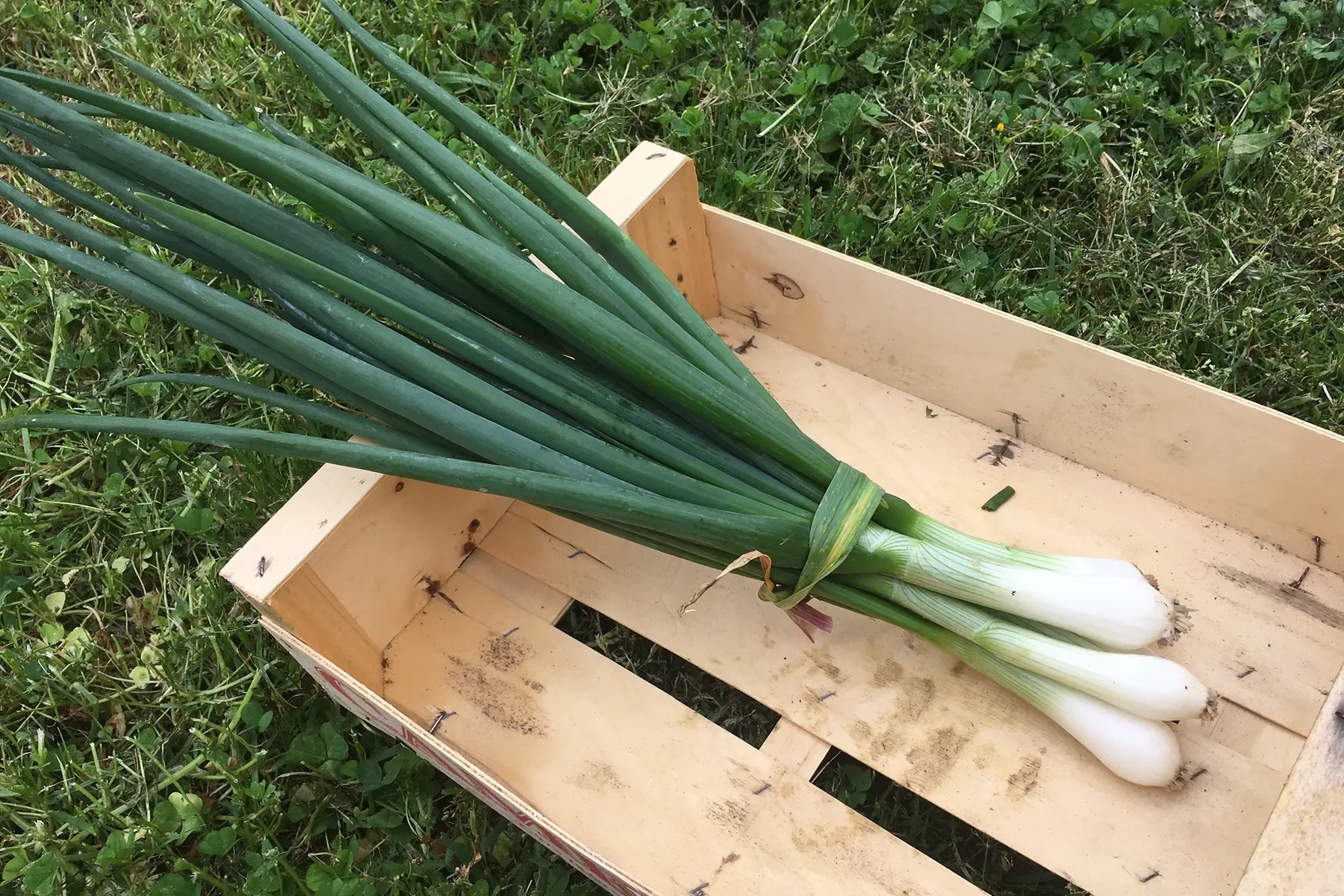 Oignon blanc