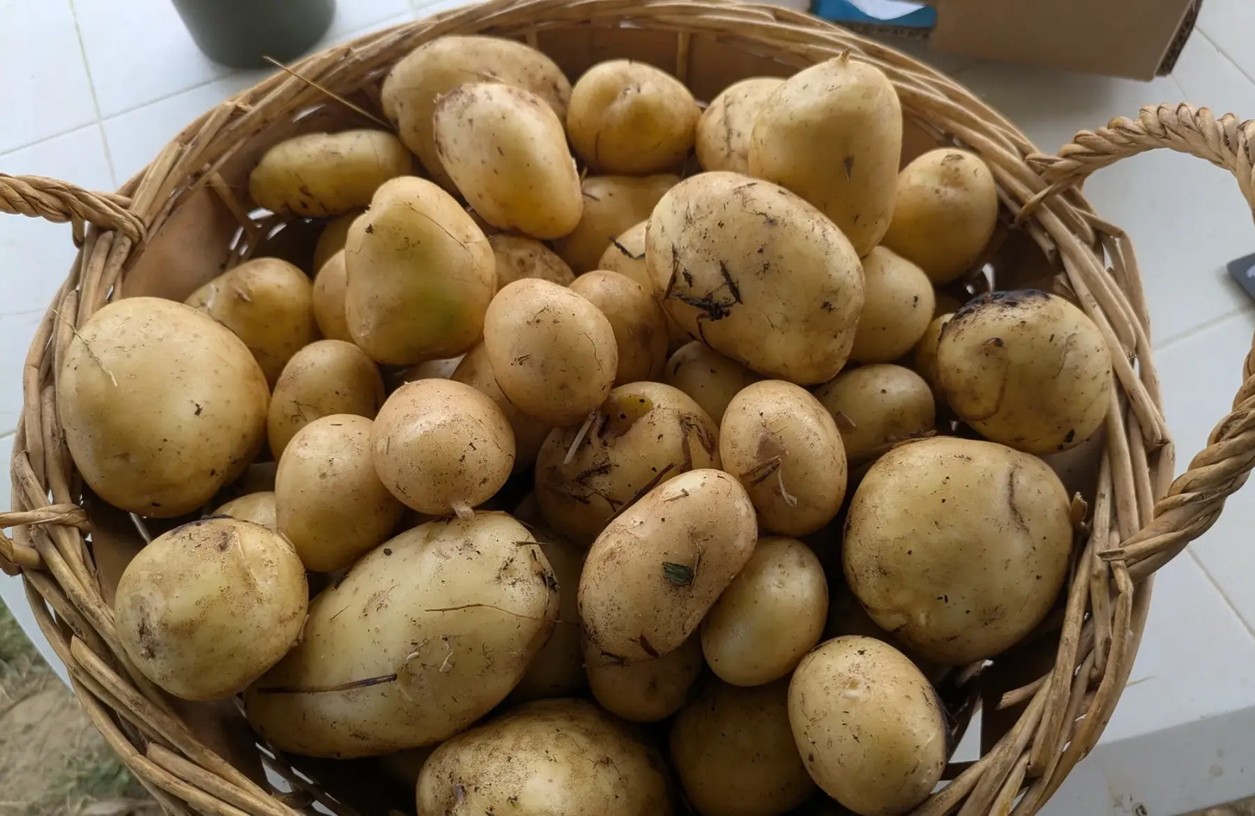 Pommes de terre nouvelles