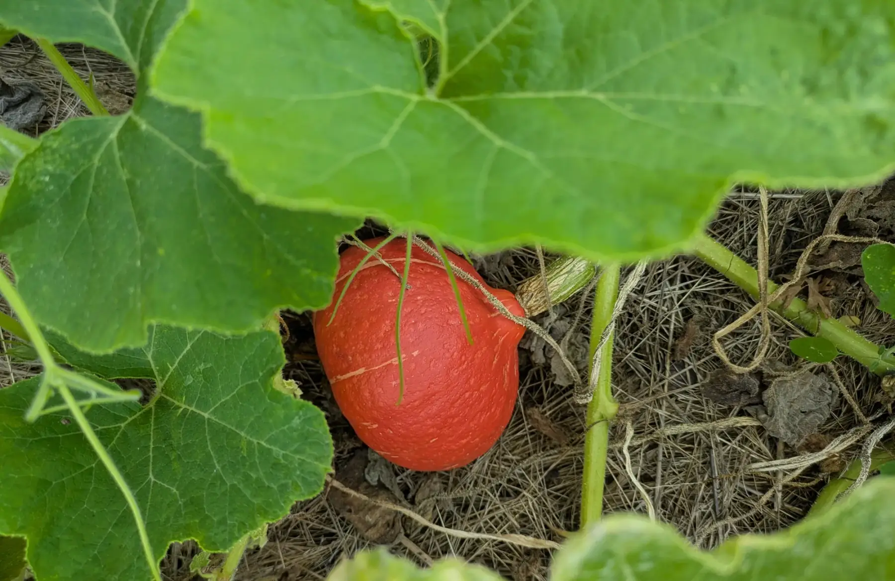 Potimarron 800g à 1kg