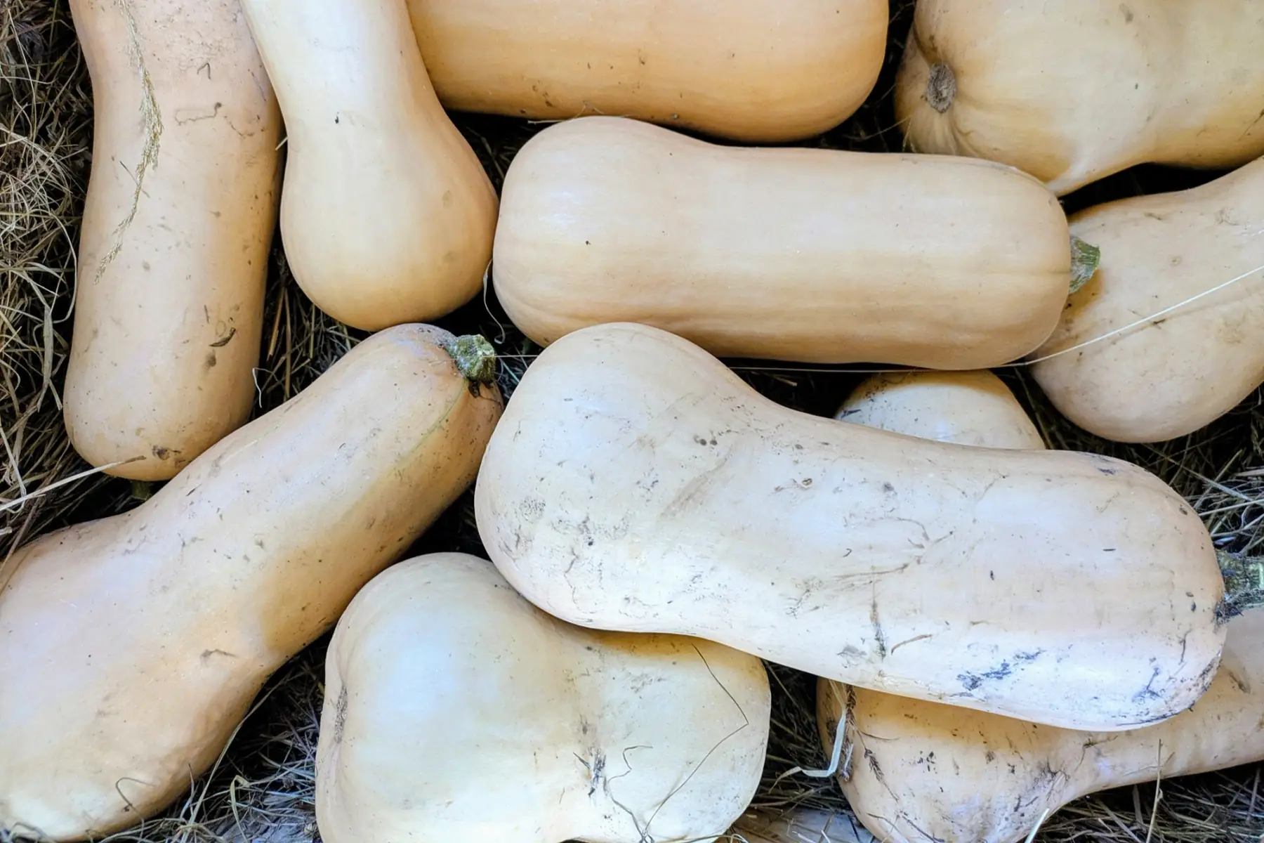 Butternut de 800g à 1kg