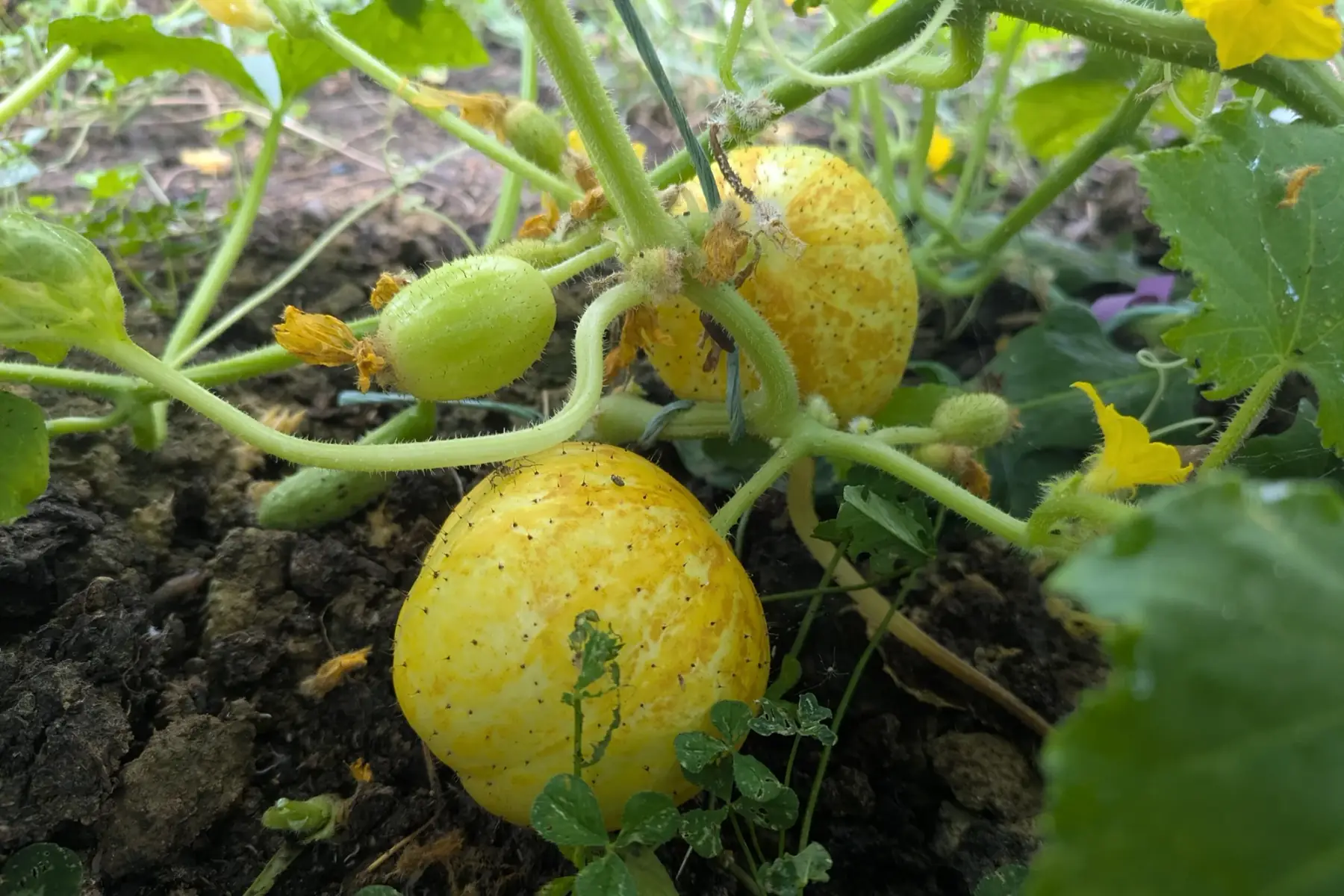 Concombre lemon