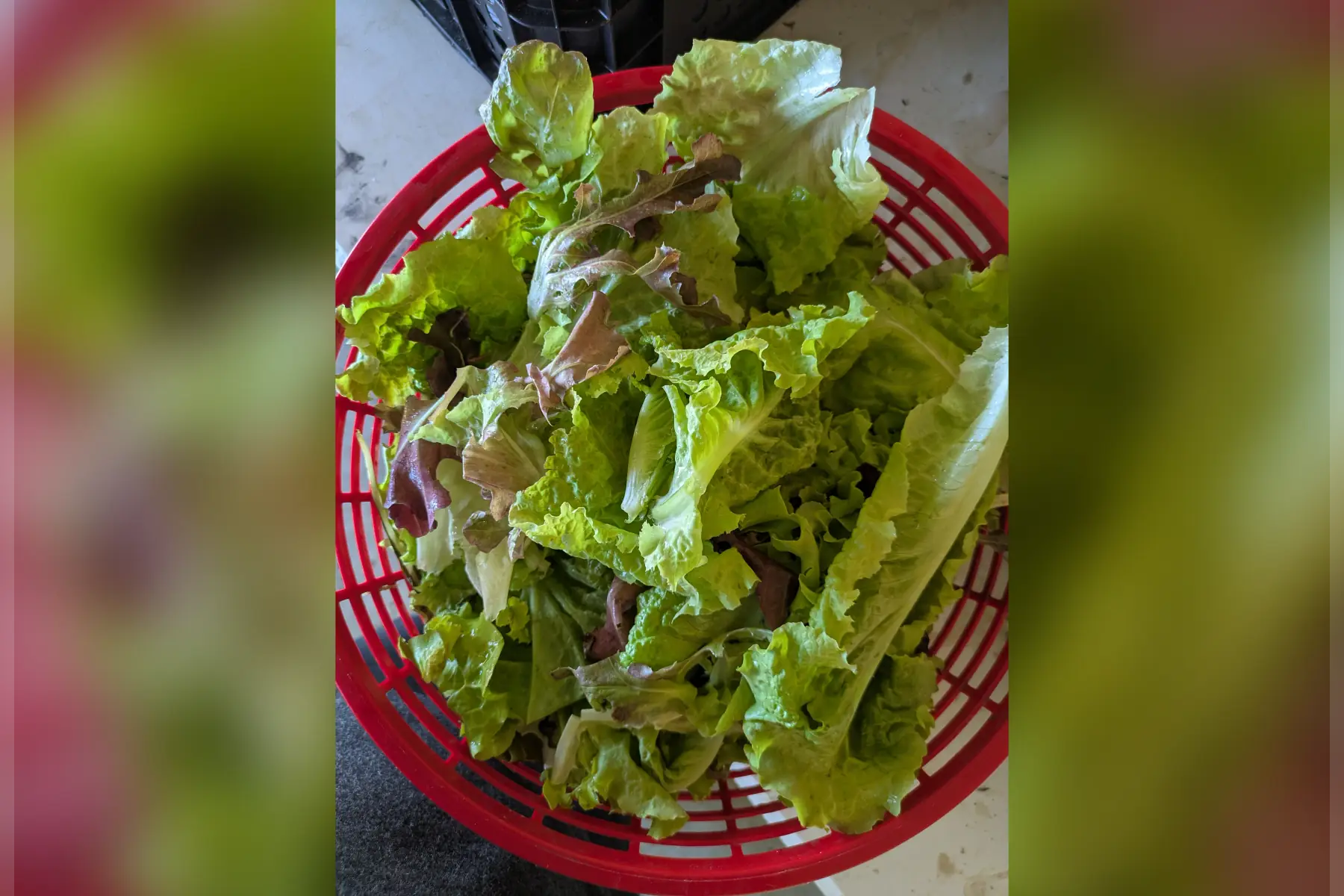 Mélange de salades