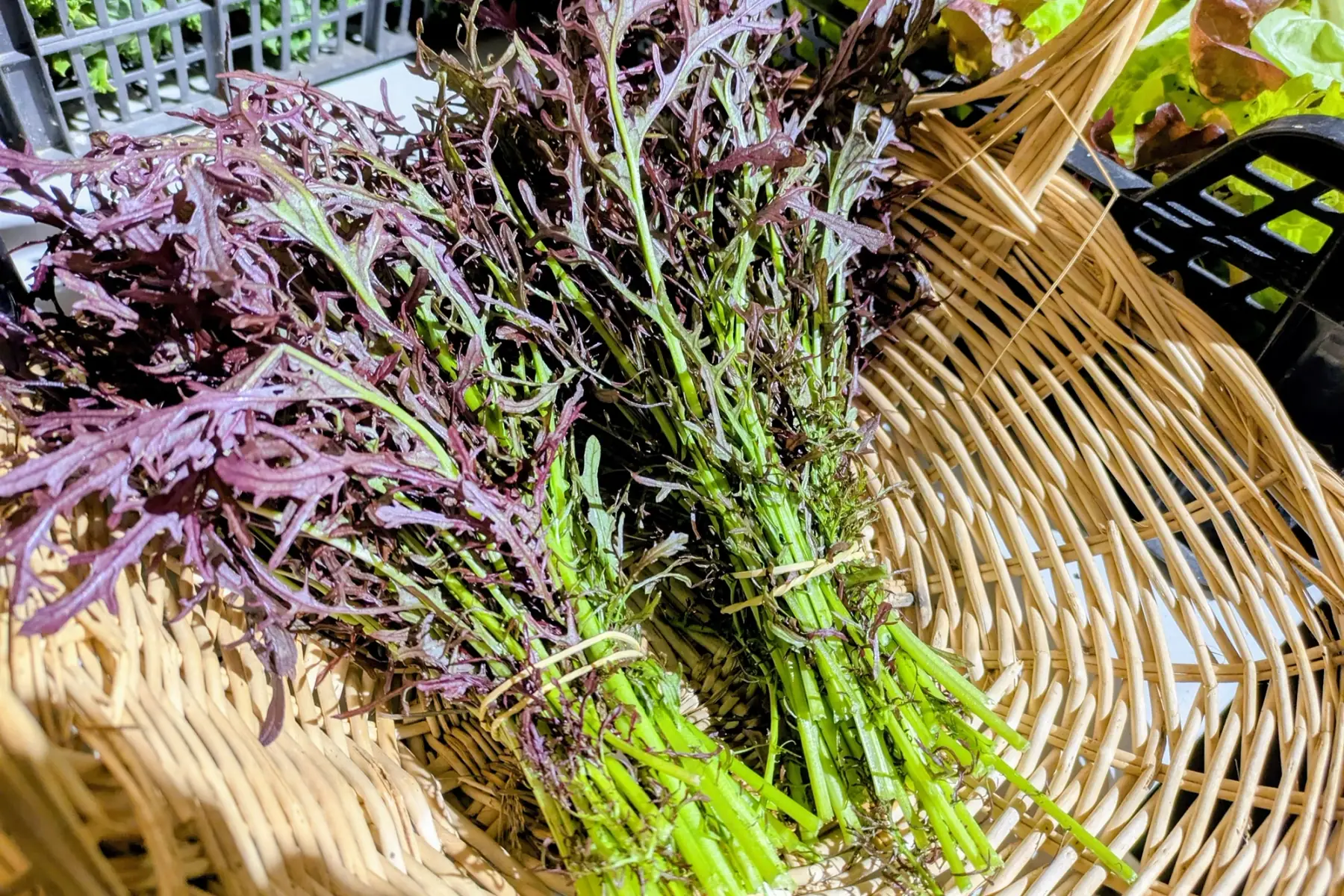 Mizuna (moutarde japonaise)