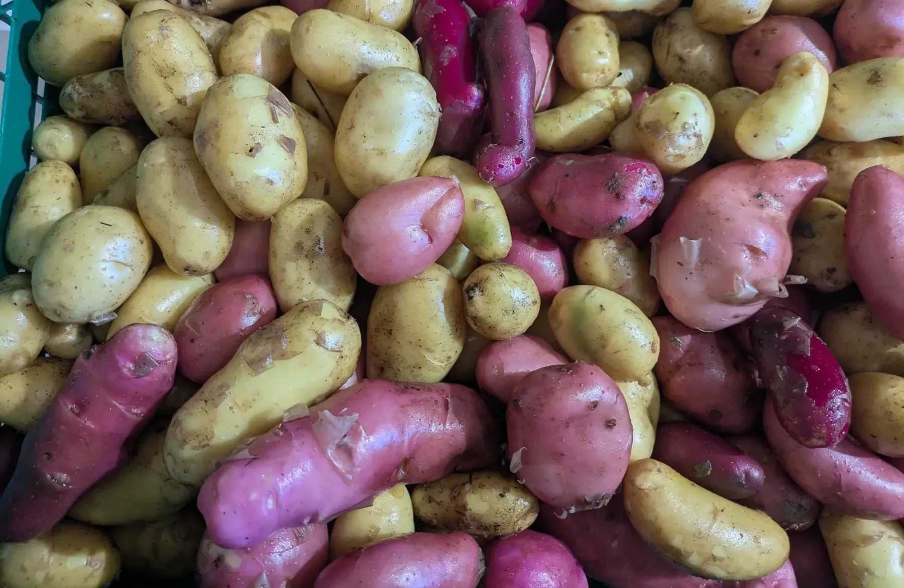 Pommes de terre nouvelles