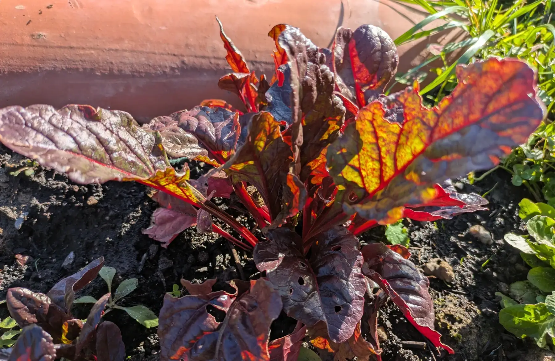 Jeunes pousses de blettes
