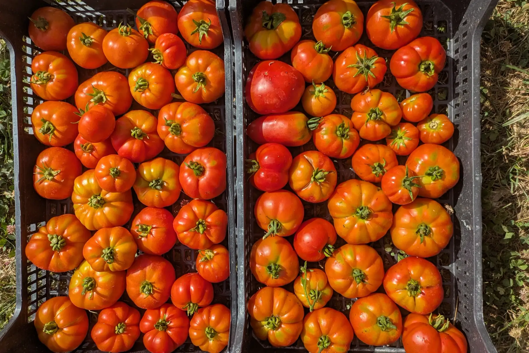 Tomates anciennes