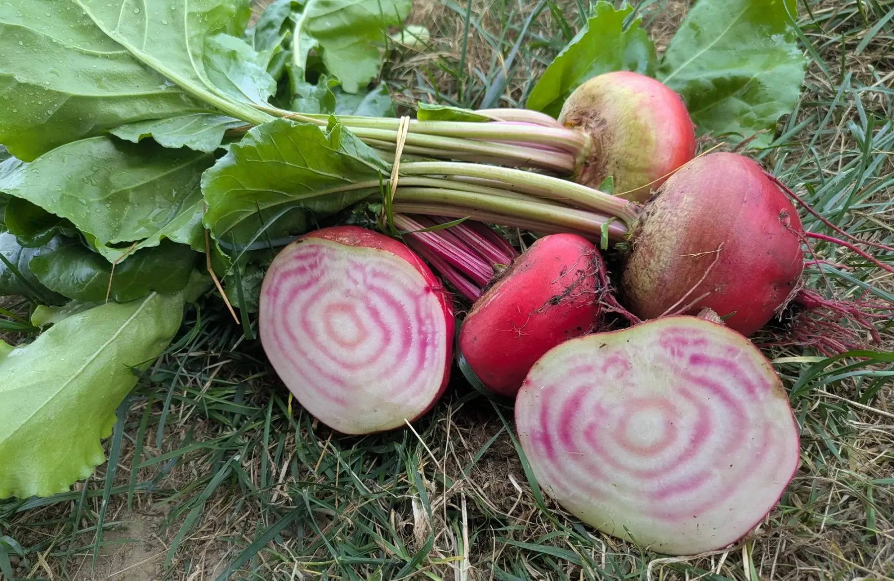 Betteraves Chioggia