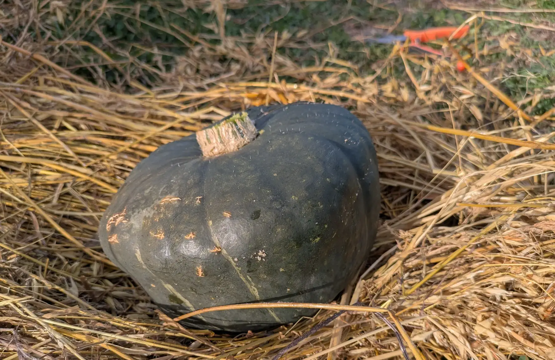 Courge Buttercup entre 1kg et 1,5kg