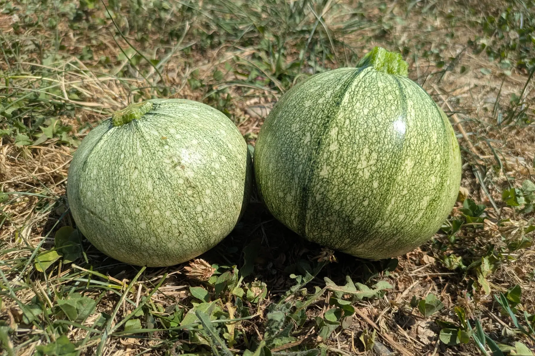 Courgette à farcir
