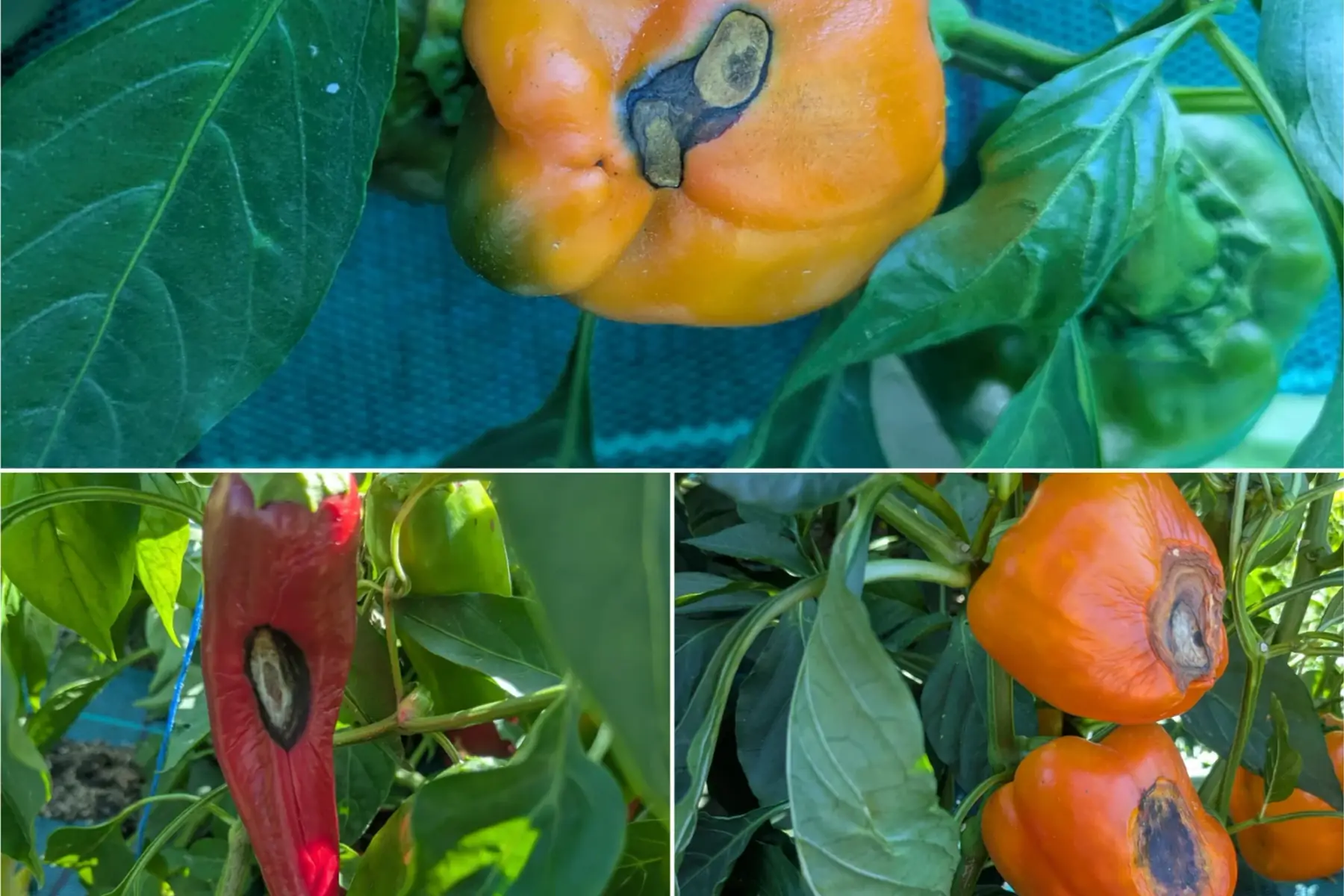Poivrons abîmés à trier