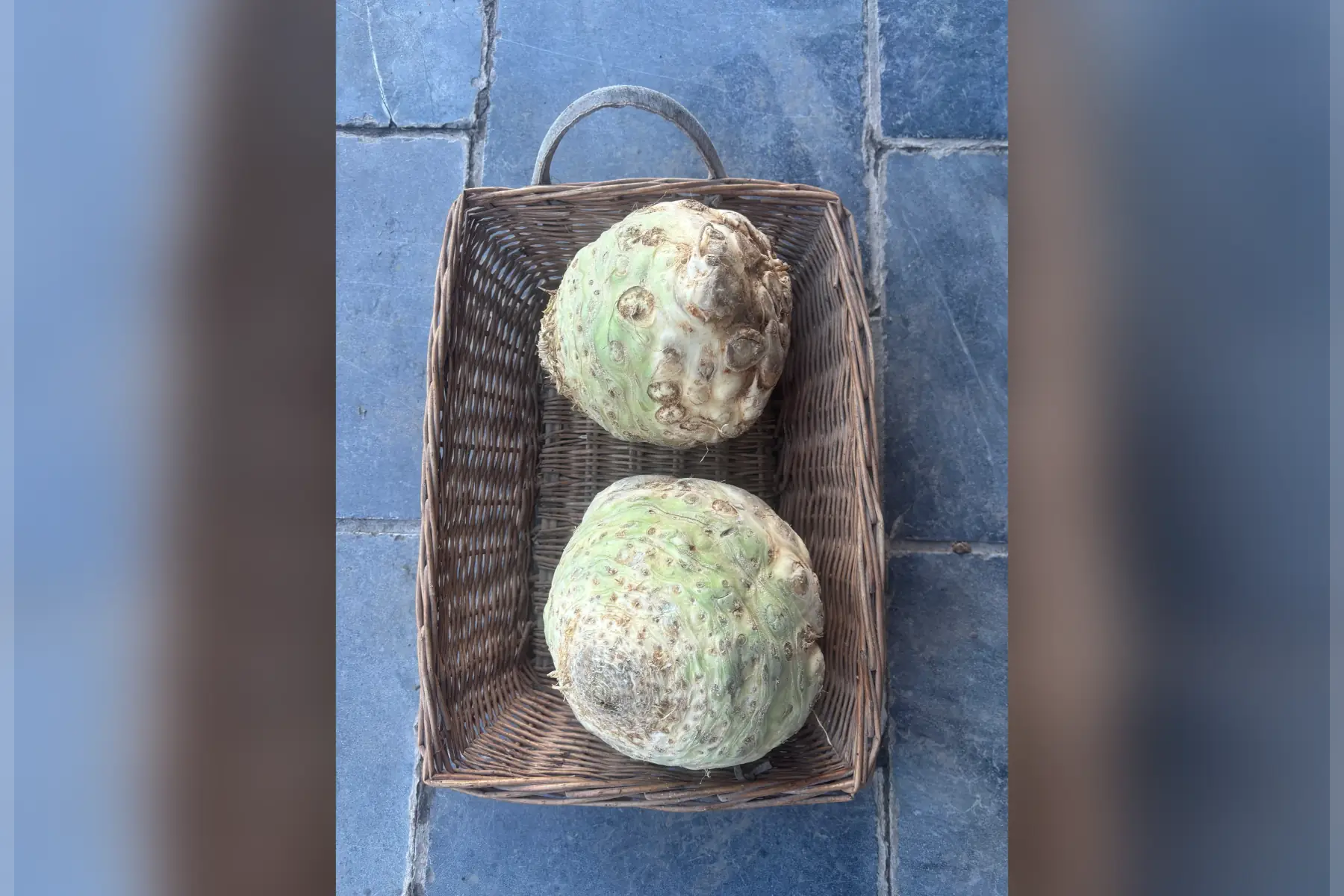 céleri rave 1 kg à 1.2 kgs