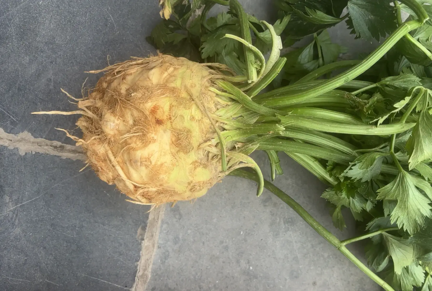 céleri rave avec branche