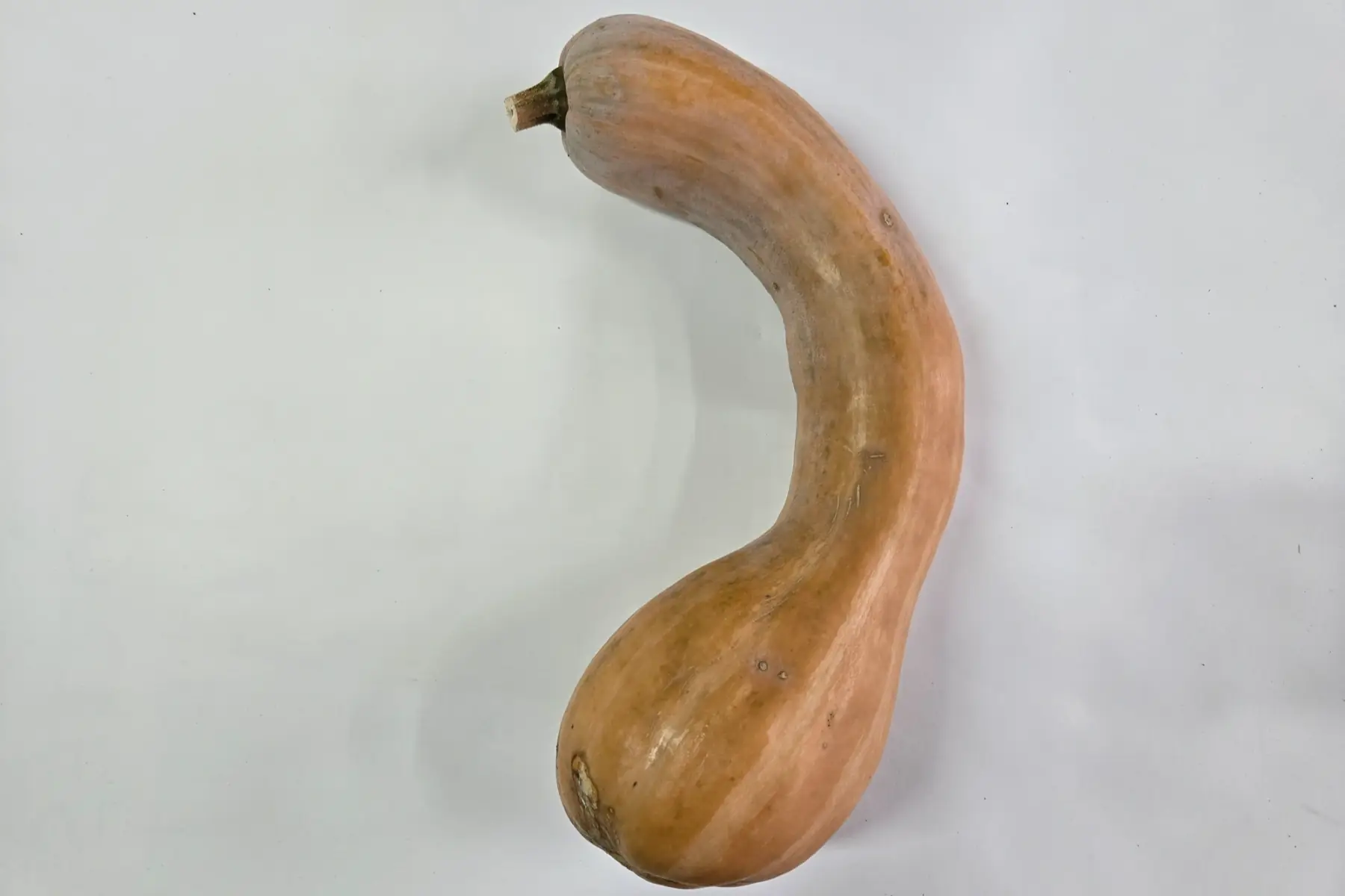 courge longue de Nice