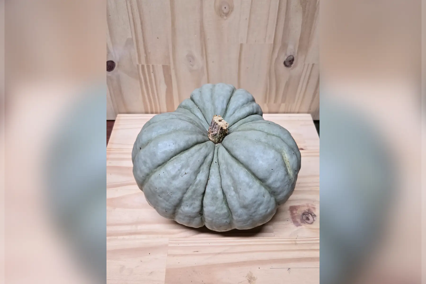 Courges Tristar