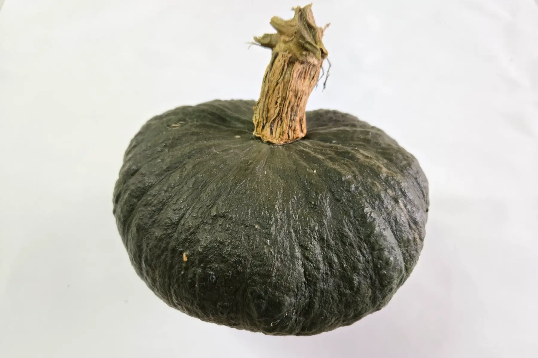 courge marina di chioggia