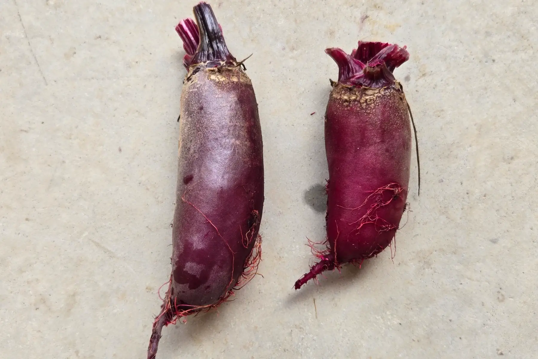 Betterave rouge longue