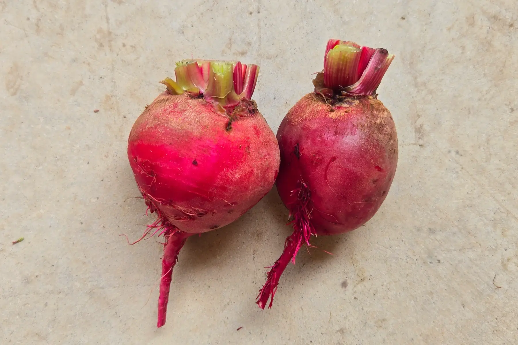 Betteraves roses