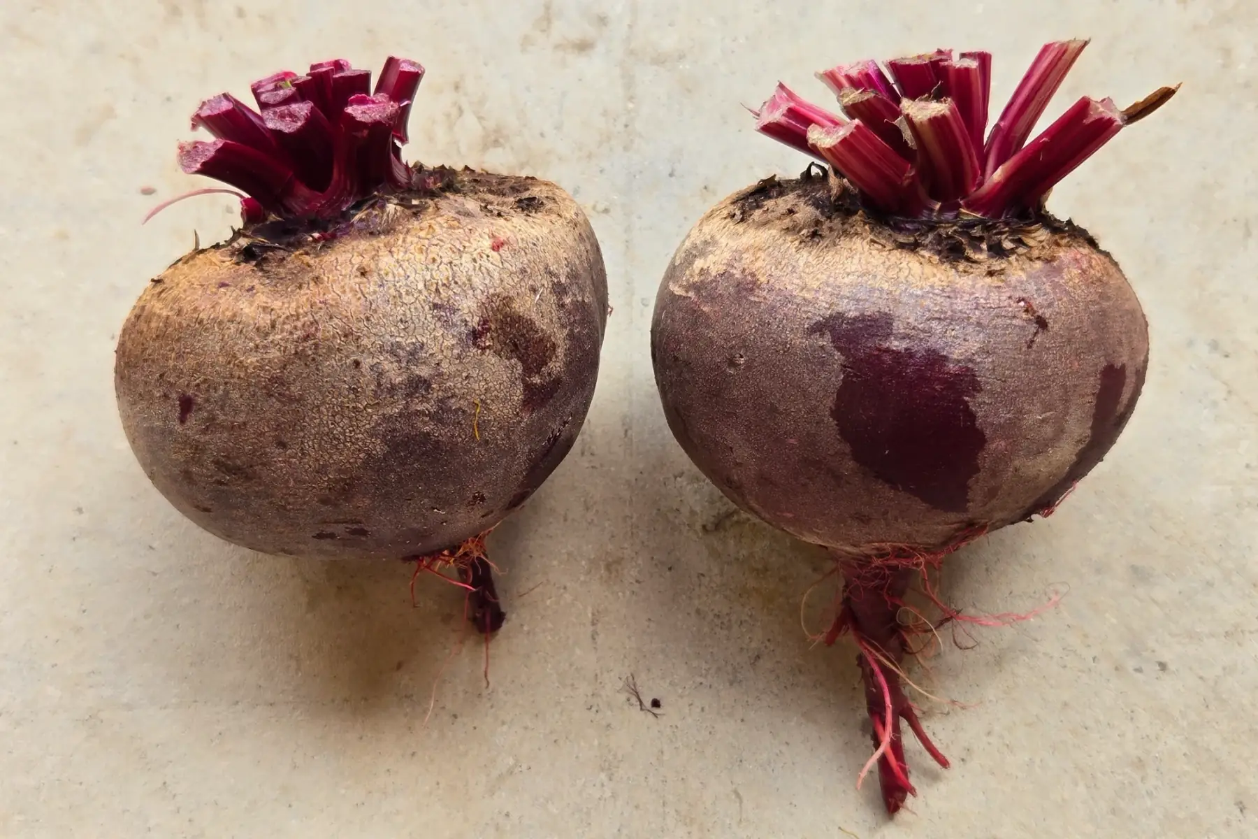 Betteraves rouge
