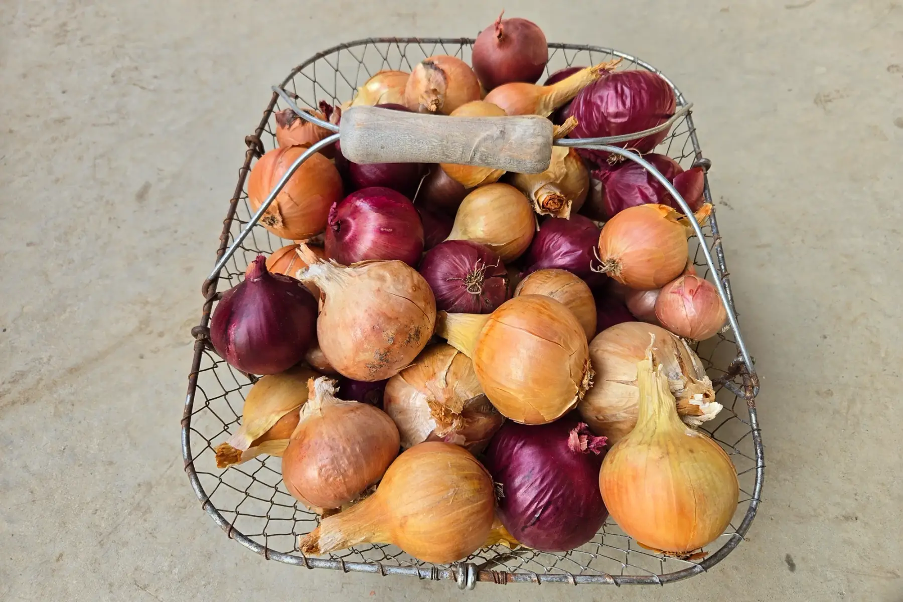Oignons rouges