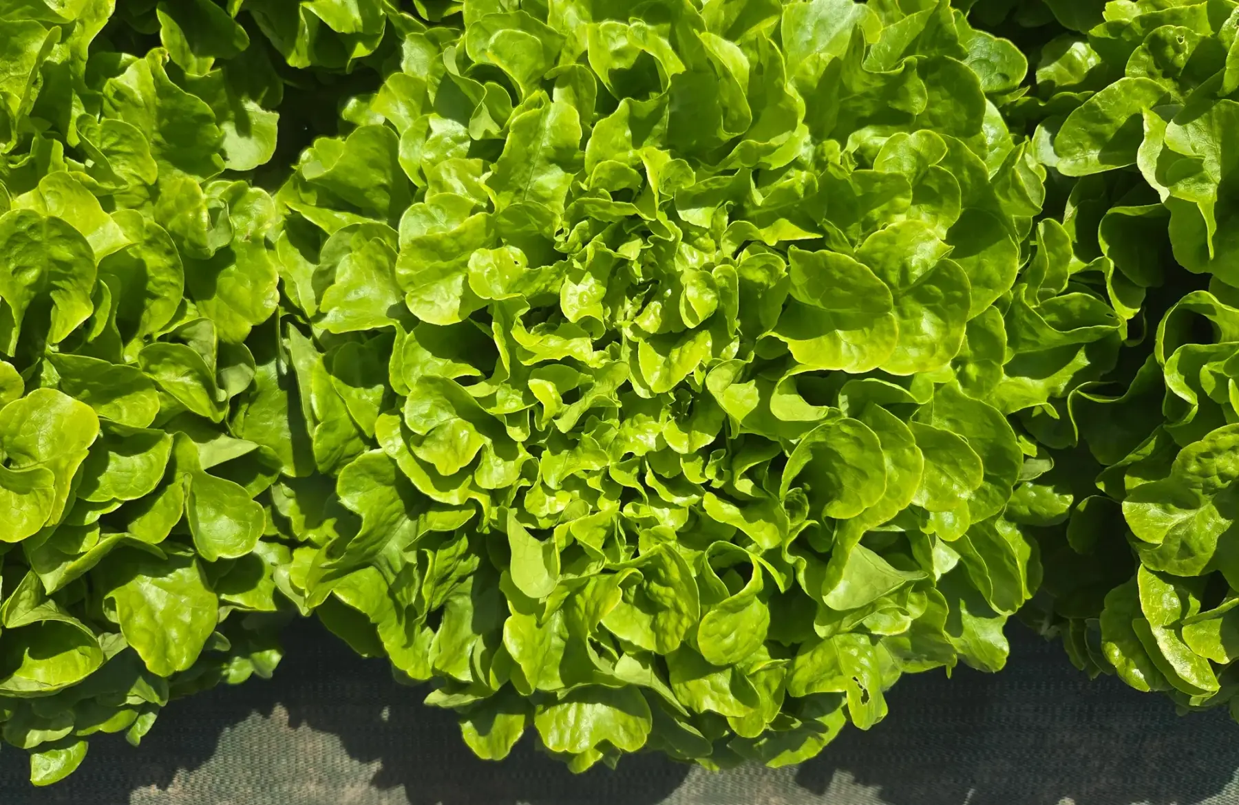 Salade feuille de chêne verte