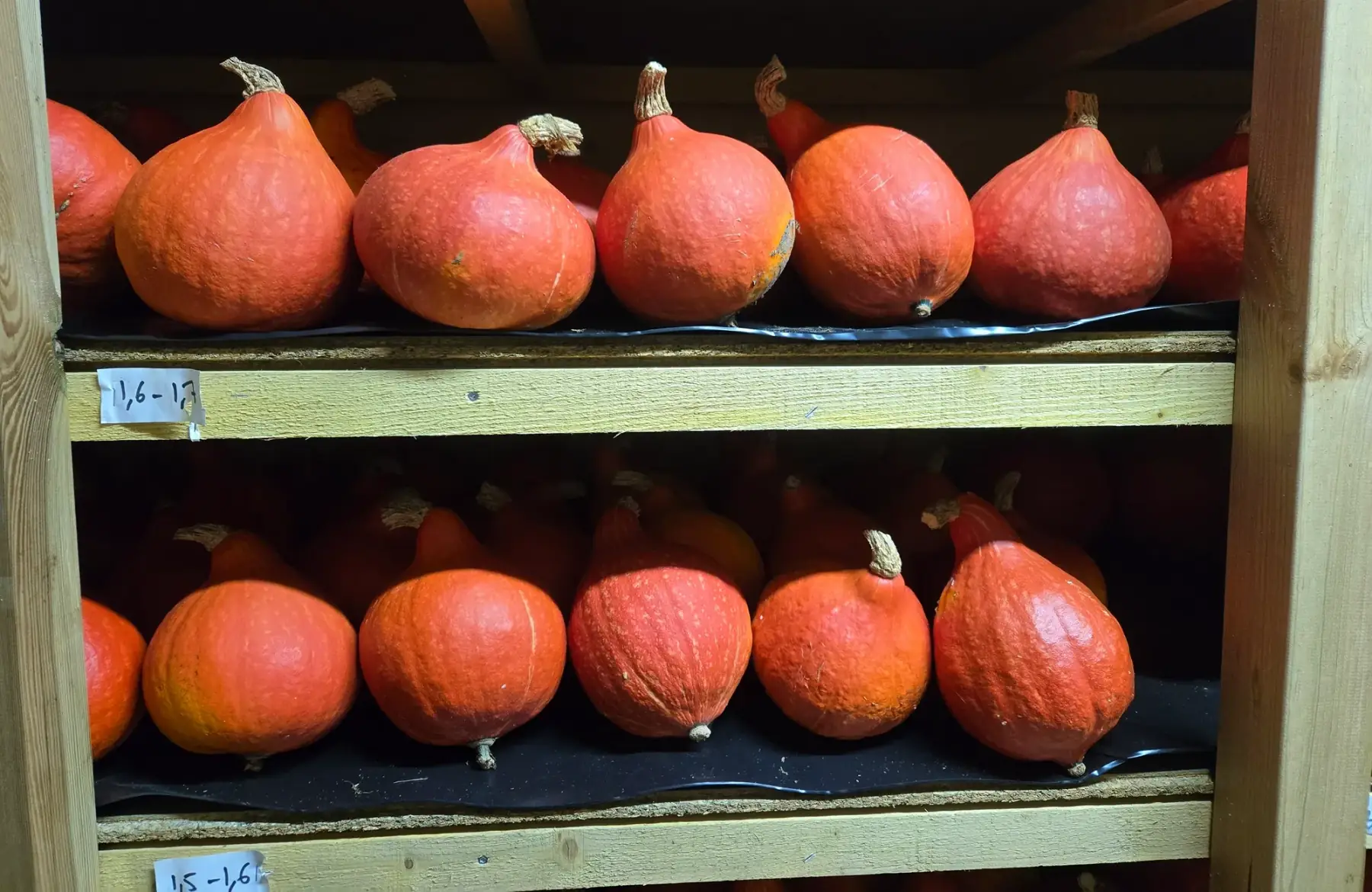 Courges potimarron