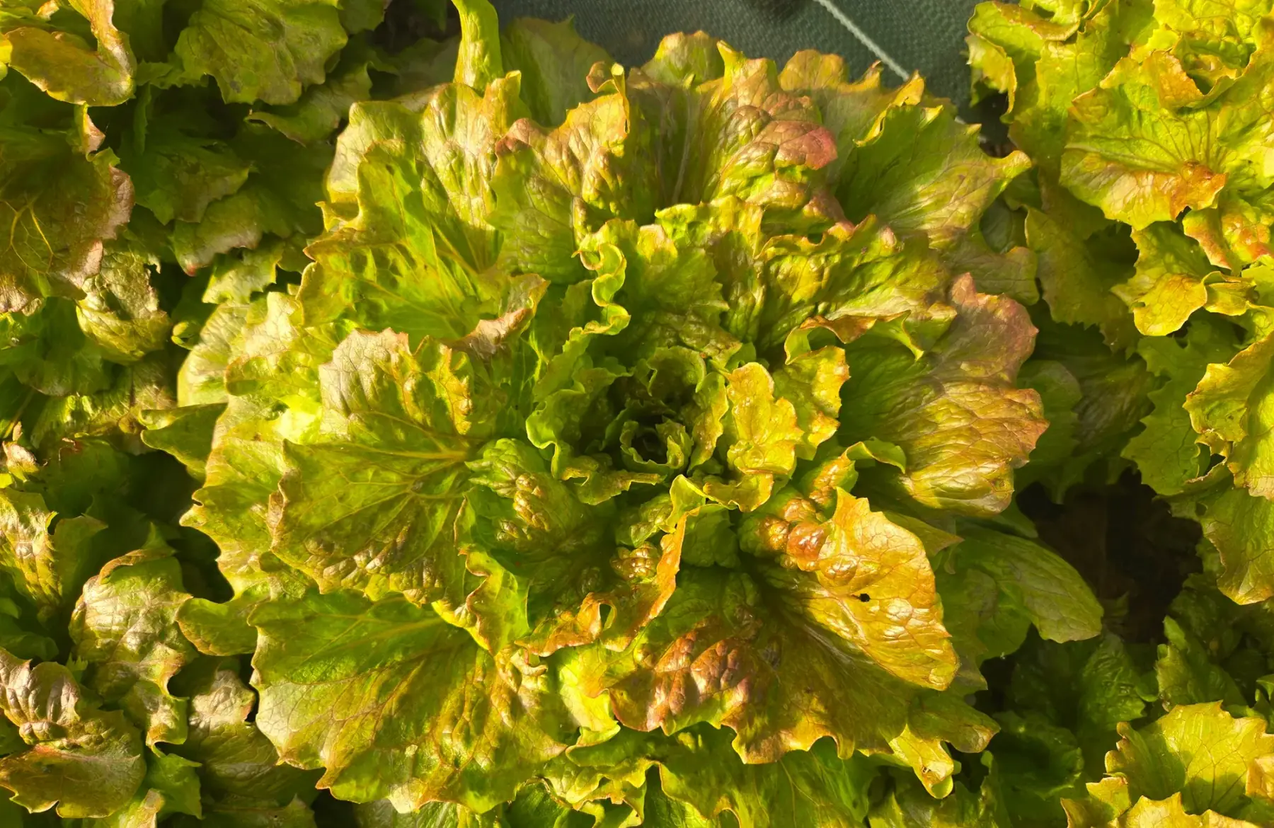 Salade batavia rouge