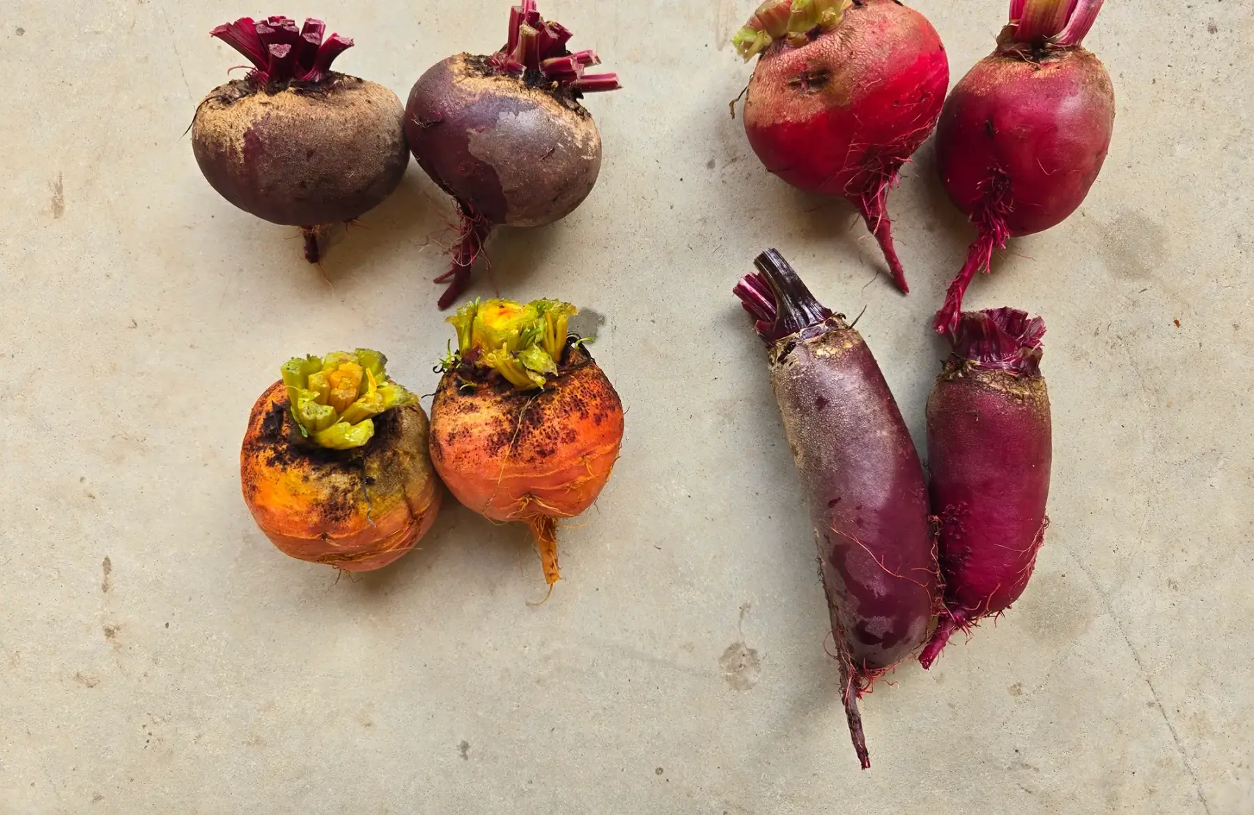 betteraves en mélange