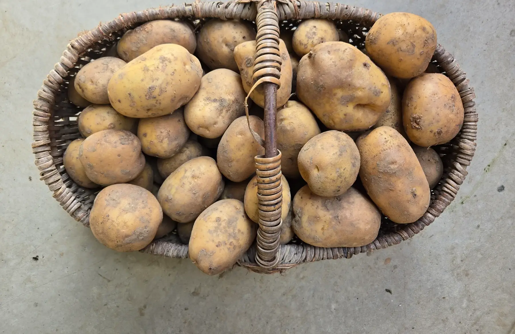 Pommes de terre Maïwenn