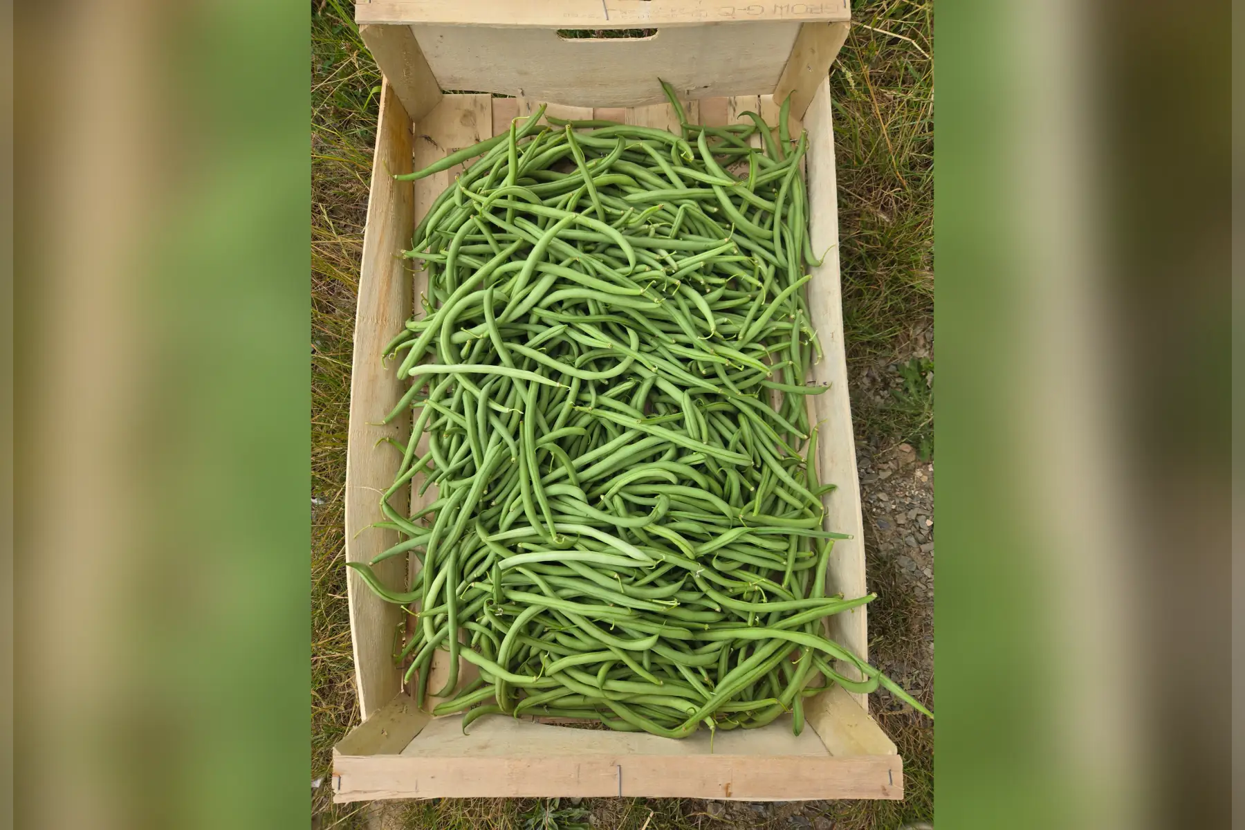Haricots verts