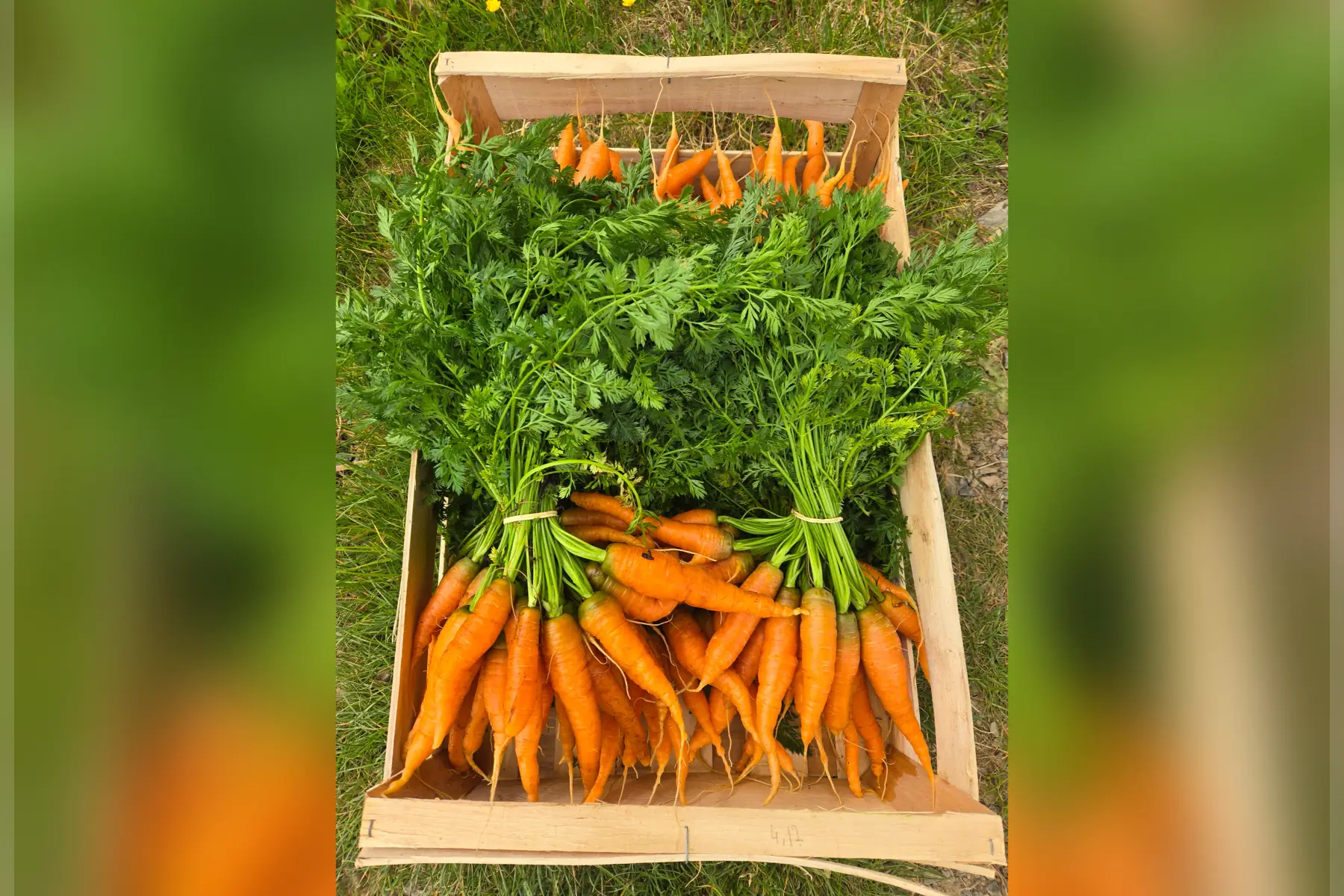 Carottes bottes
