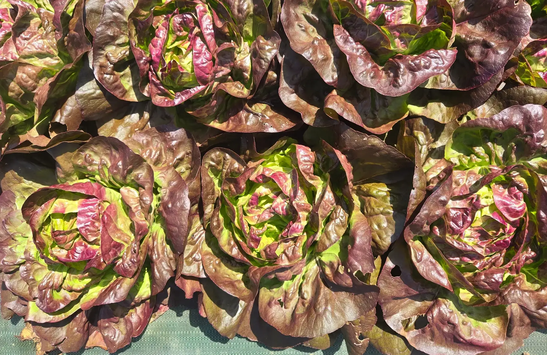 Salade laitue rouge