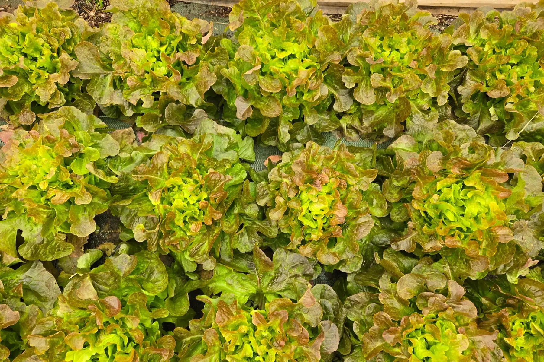 Salade feuille de chêne rouge
