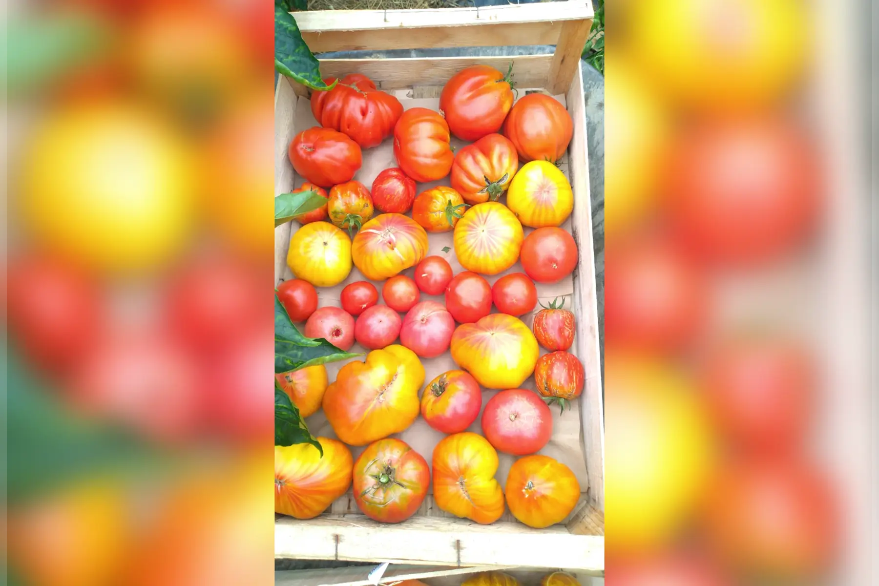 Tomates anciennes