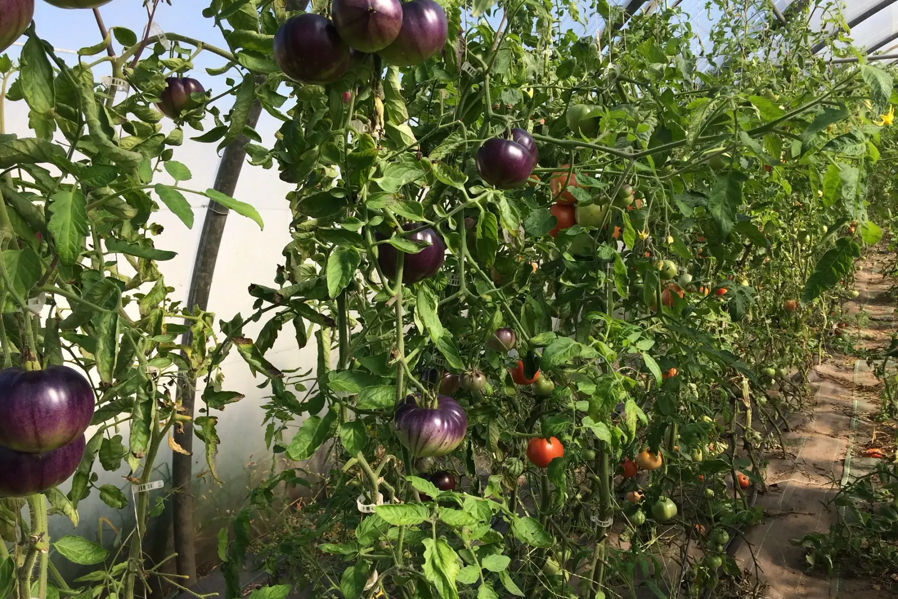 Matthieu GOUPIL - Les Légumes Verts