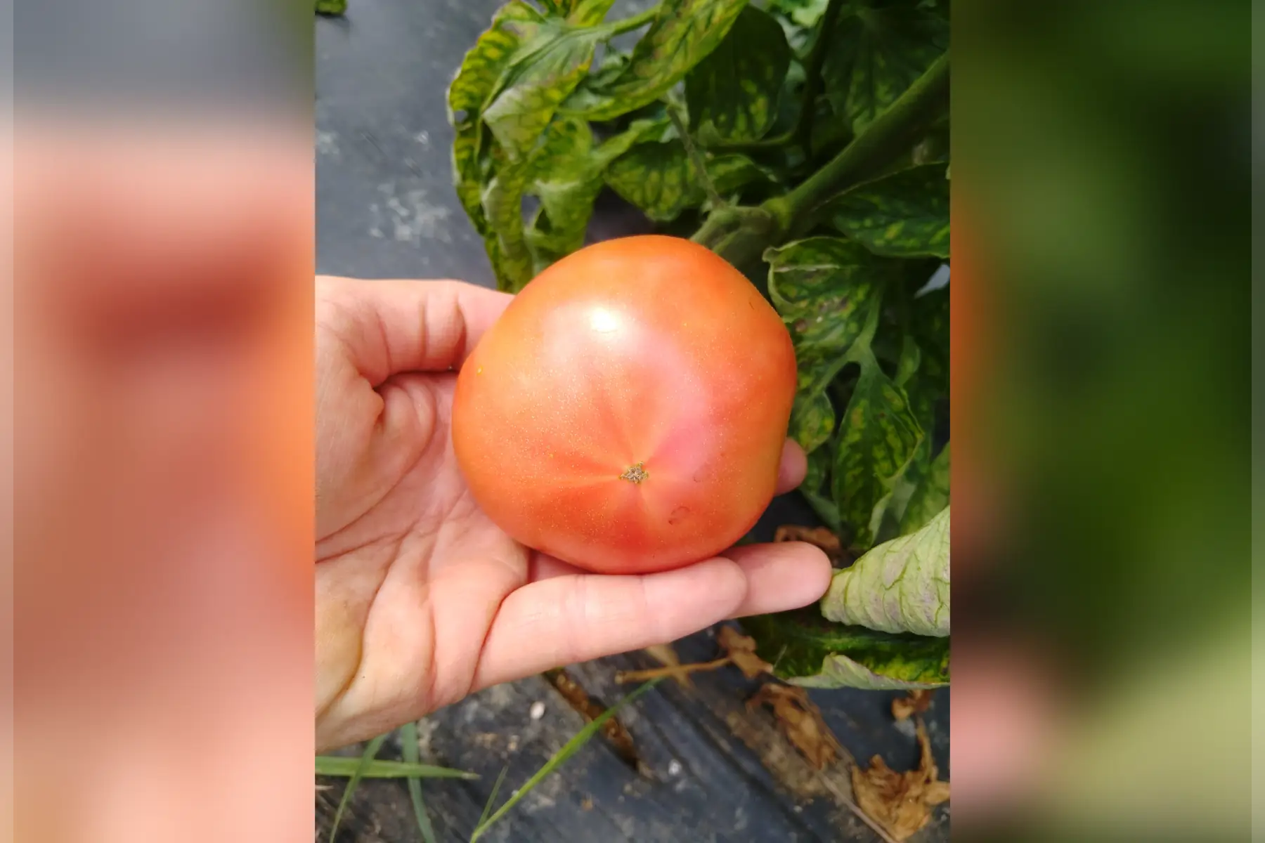 Tomates en mélange