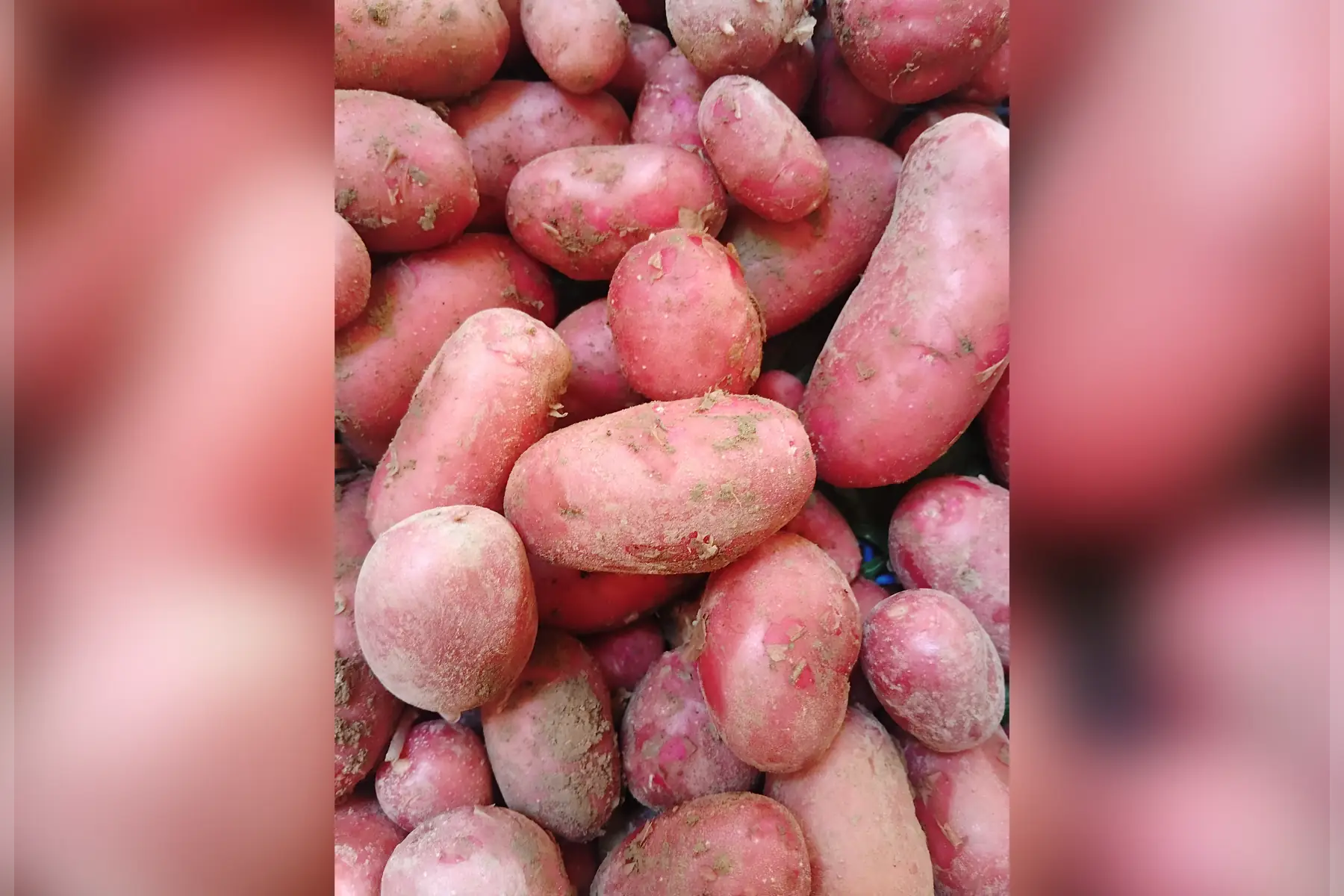 Pommes de terre nouvelles