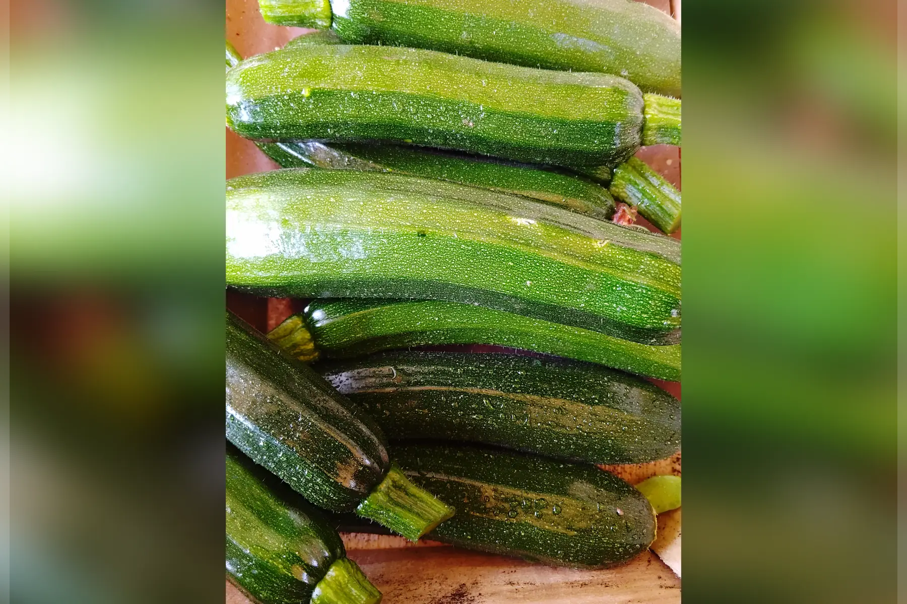 Courgette longue